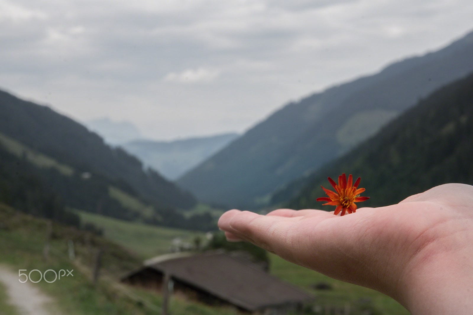 Sigma 17-70mm F2.8-4 DC Macro HSM sample photo. Flower in my hand photography