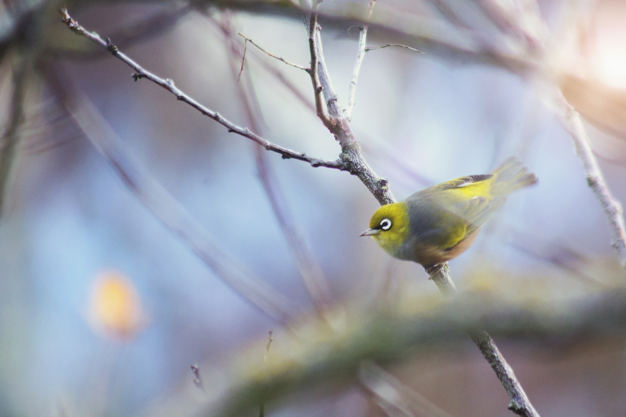 Canon EF 90-300mm F4.5-5.6 sample photo. Hidden beauty photography