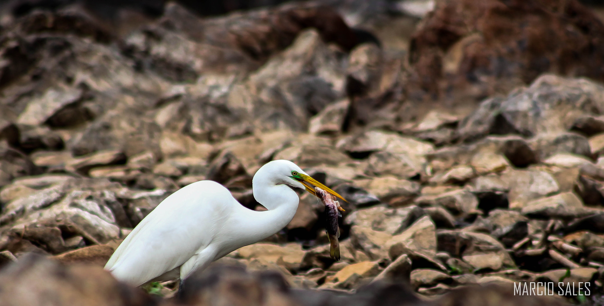 Canon EOS 700D (EOS Rebel T5i / EOS Kiss X7i) sample photo. Almoço da garça branca-lunch heron branca photography