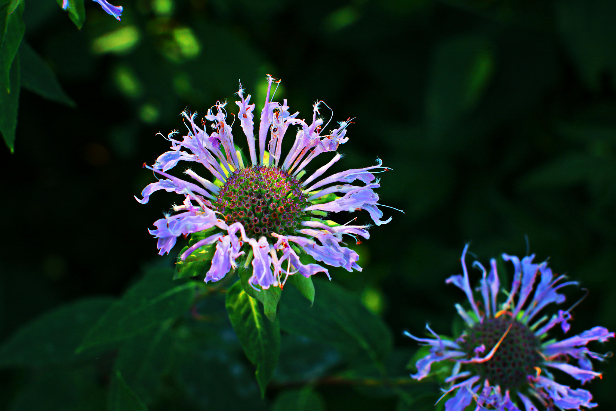 Canon EF 50mm F1.2L USM sample photo. Flr photography