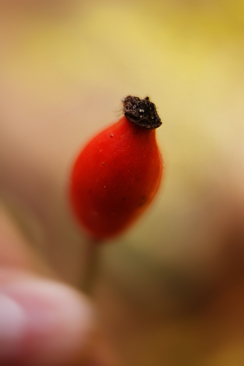 Canon EOS 5D + Canon EF 35mm F2 sample photo. Wild rose photography
