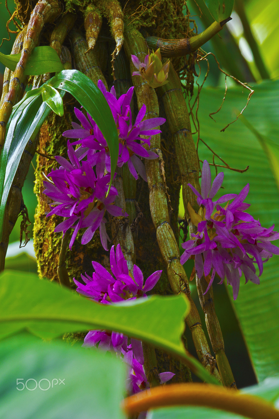 Sony SLT-A77 + Sony 70-400mm F4-5.6 G SSM sample photo. Small orchid photography