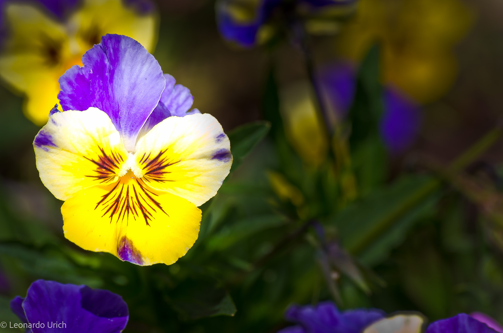 Pentax K-30 + Sigma sample photo. Flower photography