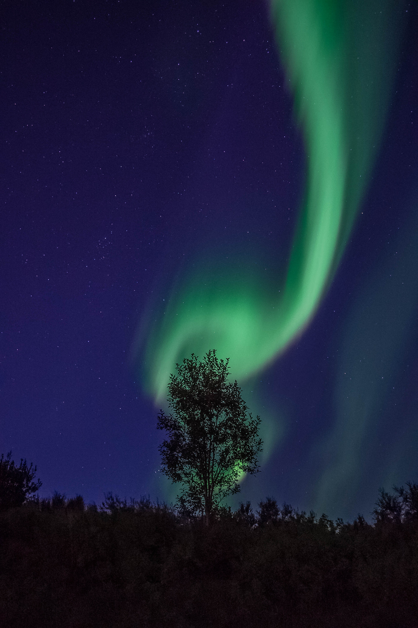 Sony a7 + Sigma 19mm F2.8 EX DN sample photo. The burning tree photography