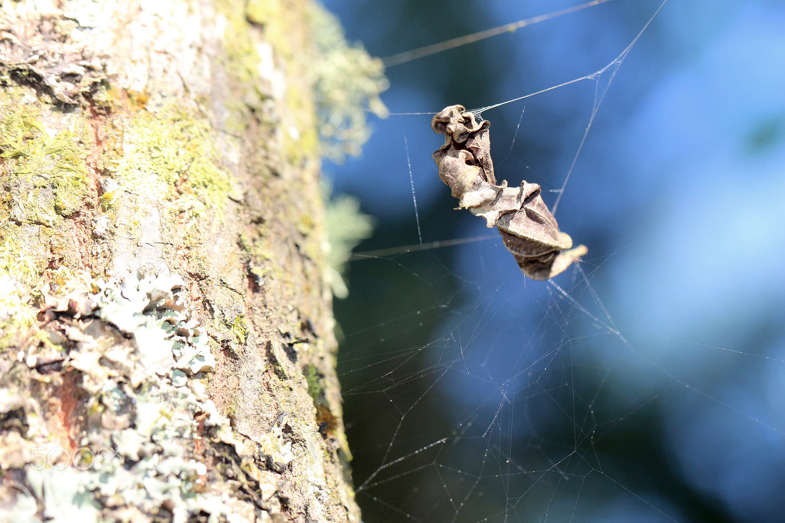 Canon EF 100mm F2.8L Macro IS USM sample photo. Dry leaf photography