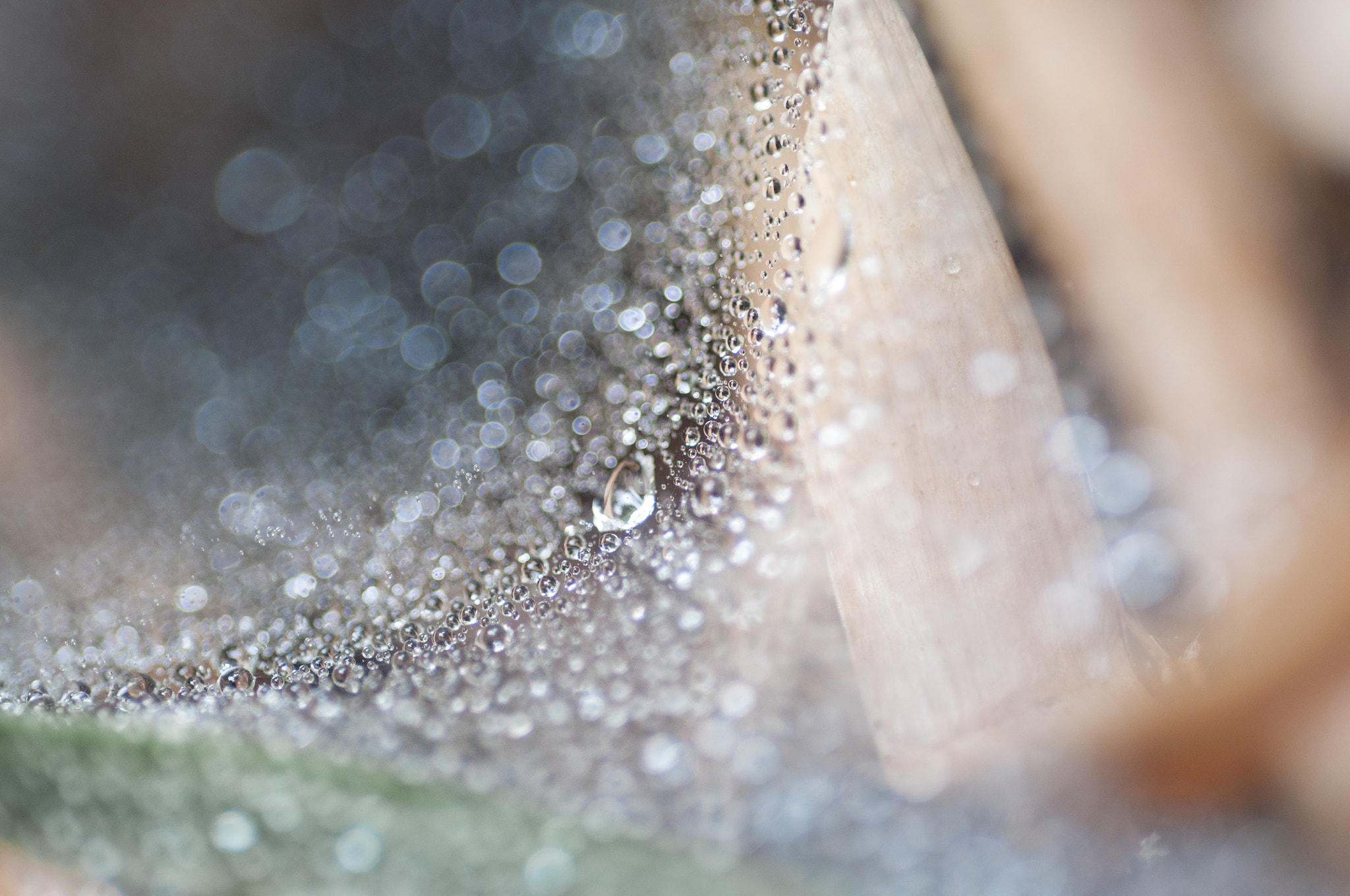 Nikon D5000 + Nikon AF Micro-Nikkor 60mm F2.8D sample photo. Dew drop arc photography