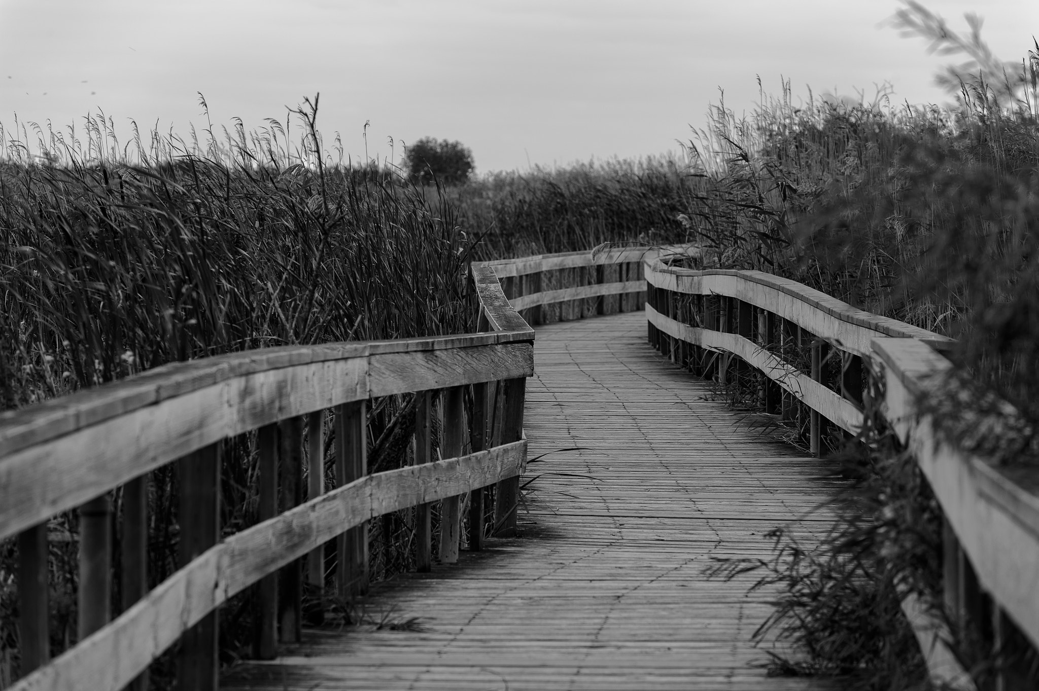 Nikon D700 + Sigma 150mm F2.8 EX DG Macro HSM sample photo. The boardwalk photography