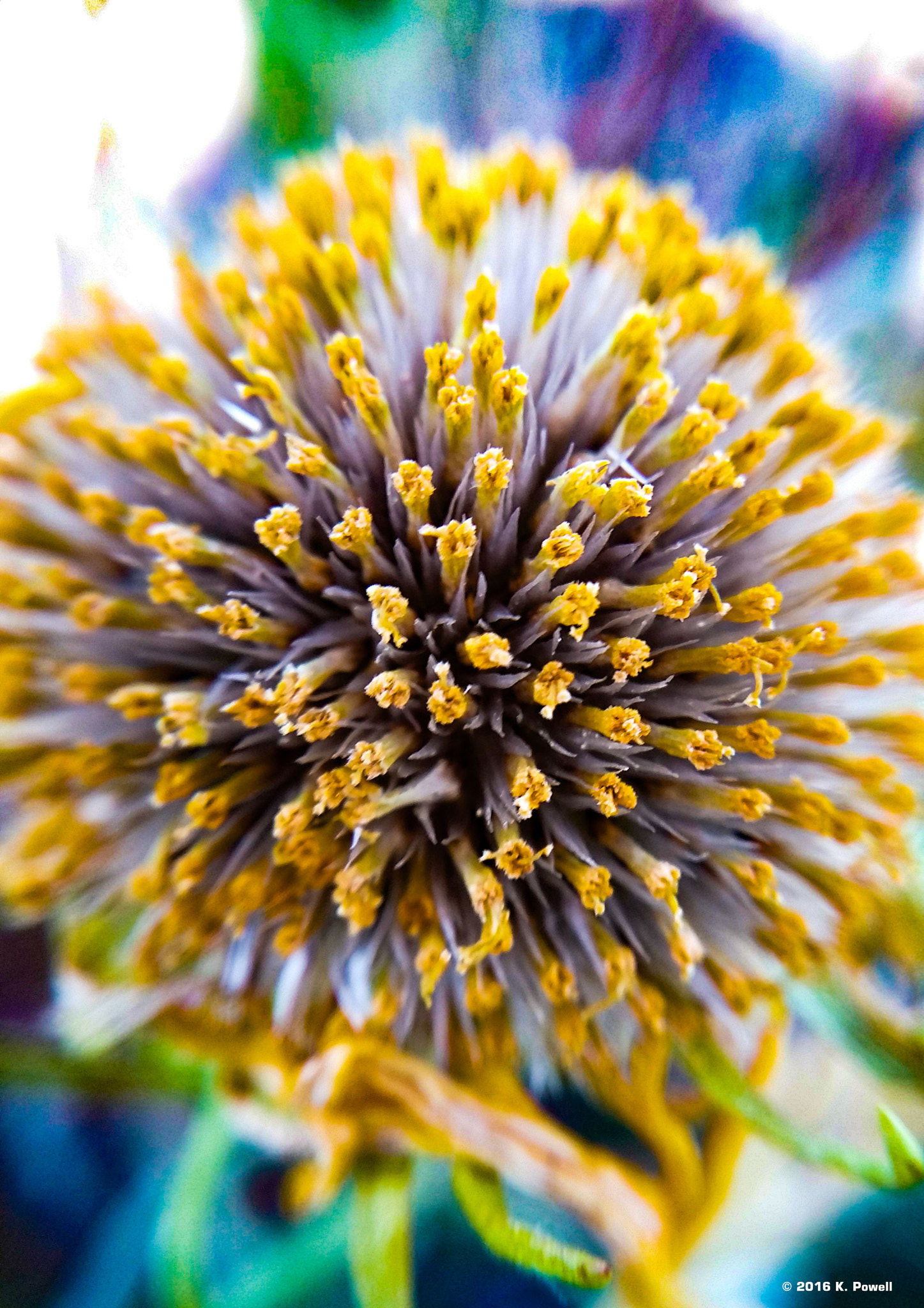 Samsung Galaxy Go Prime sample photo. Tundra flower photography