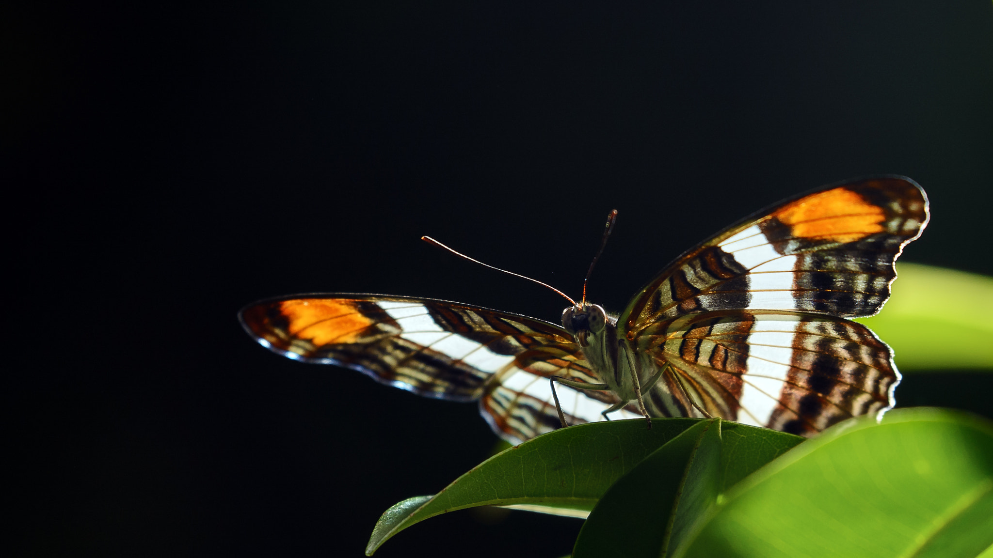 Tamron SP 70-200mm F2.8 Di VC USD sample photo. . . . photography