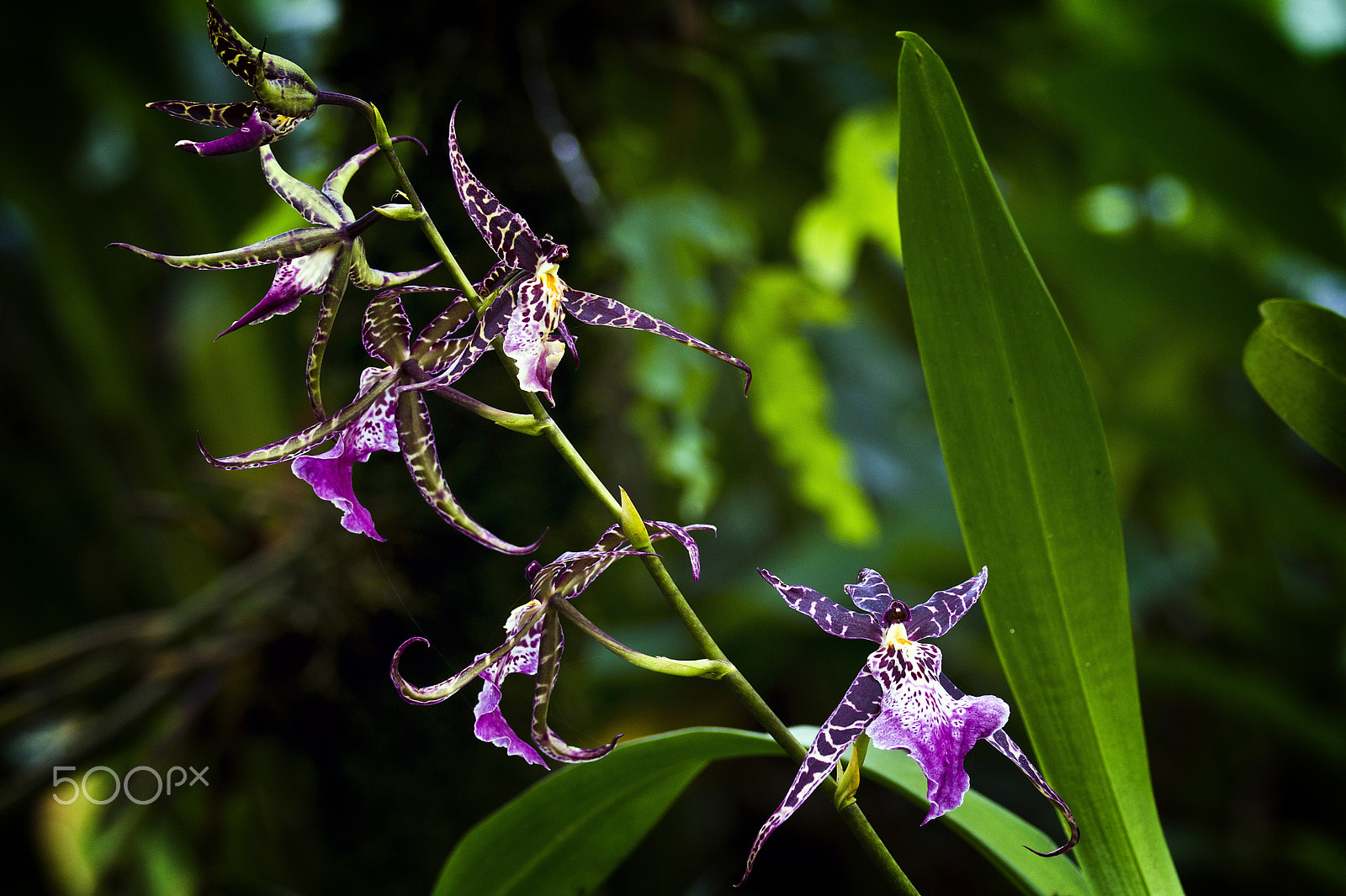 Sony SLT-A77 + Sony 70-400mm F4-5.6 G SSM sample photo. Orchids 2 photography