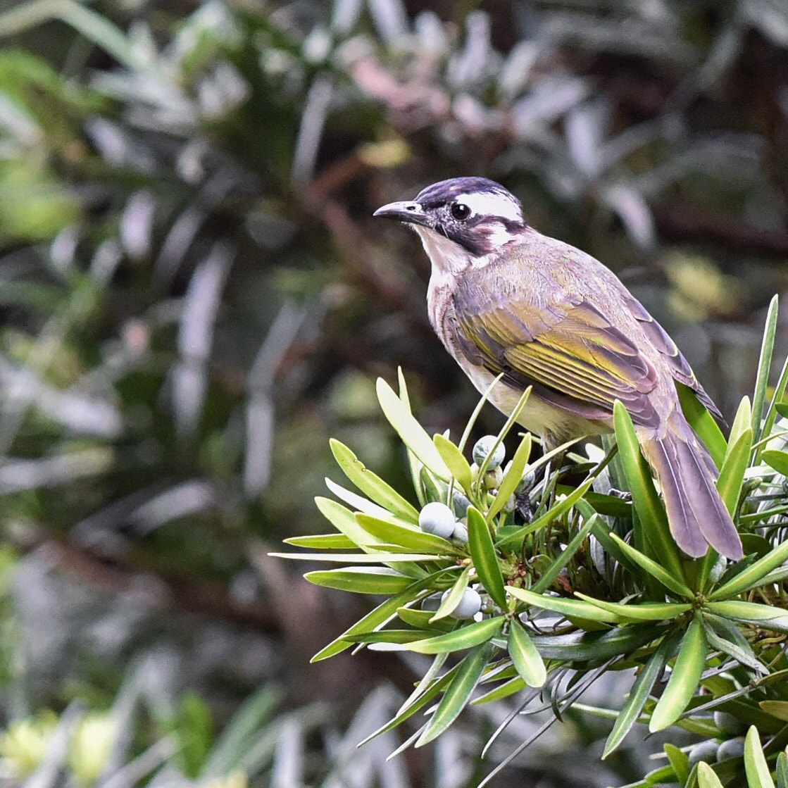 Nikon D810 + ZEISS Apo Sonnar T* 135mm F2 sample photo