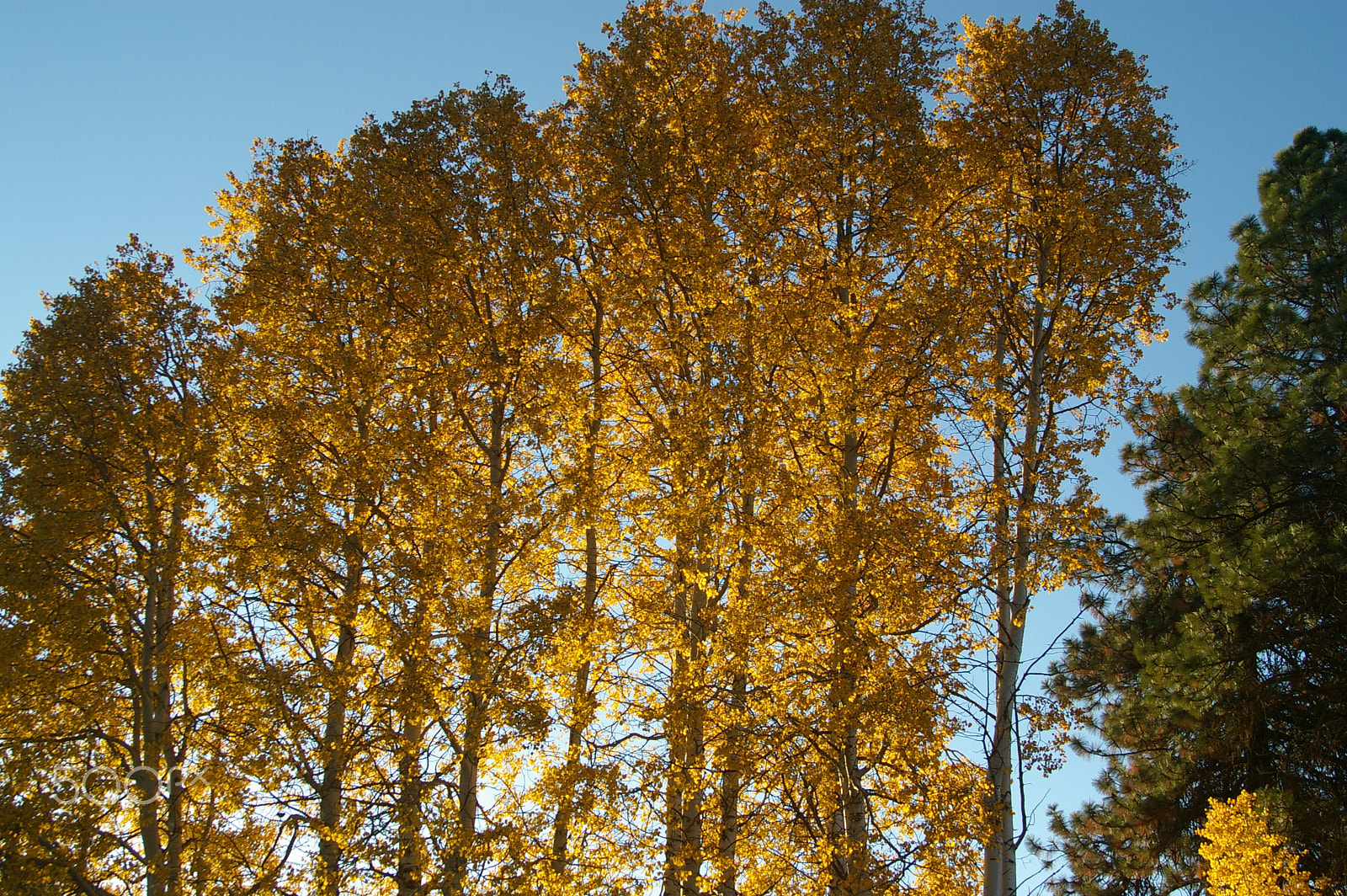Pentax K100D Super sample photo. Bright photography