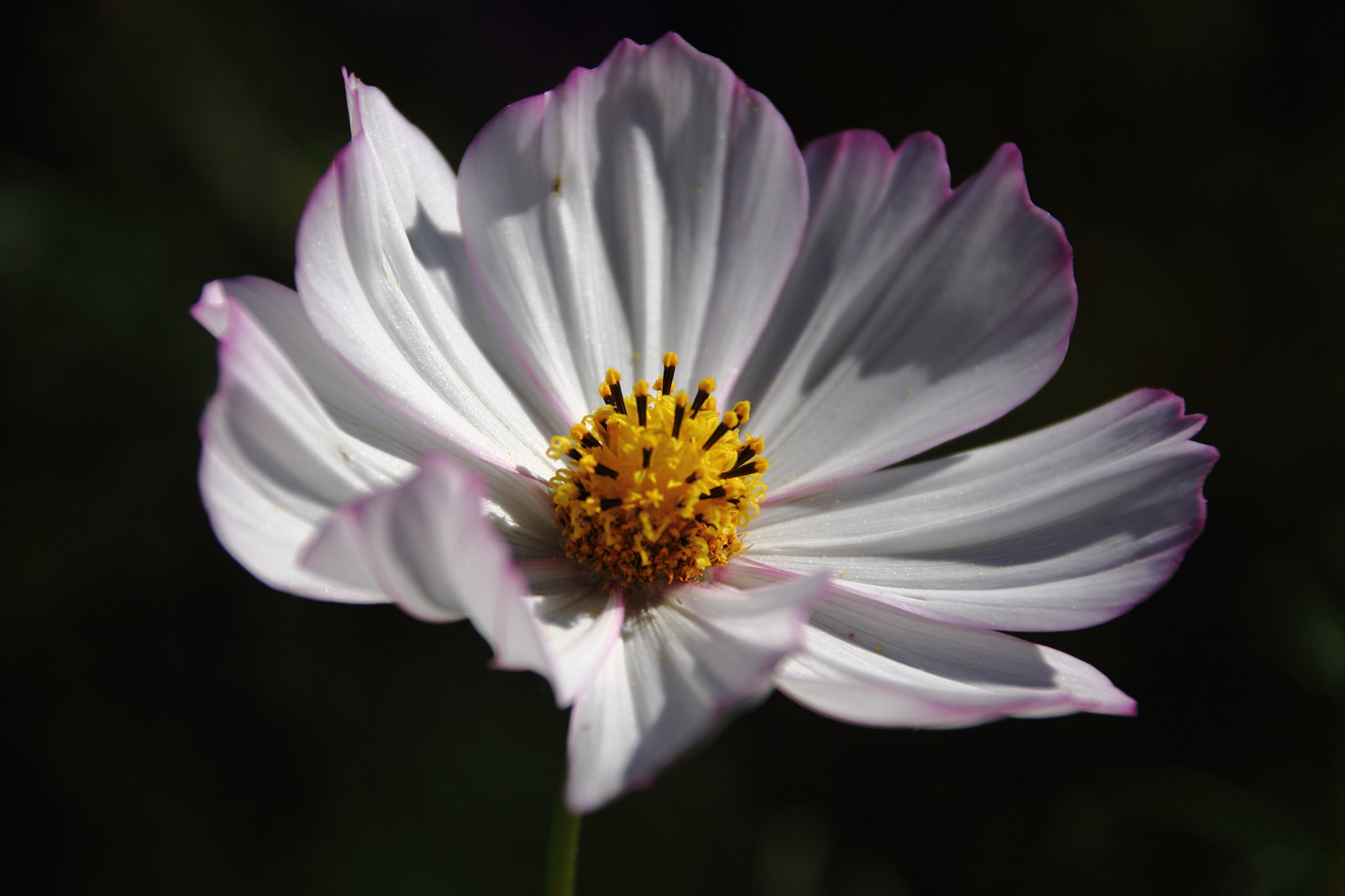 Sigma 18-250mm F3.5-6.3 DC OS HSM sample photo. F_a1.img photography