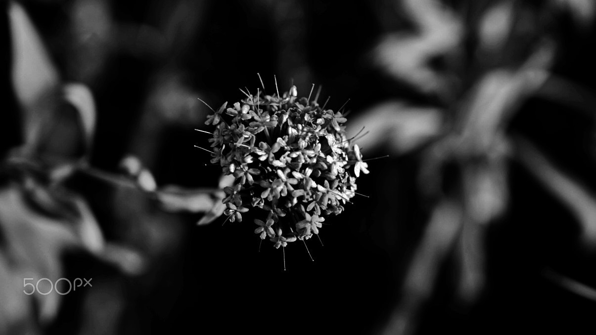 Sony a7S II + Sony FE 24-70mm F2.8 GM sample photo. Asteroid b 325 photography