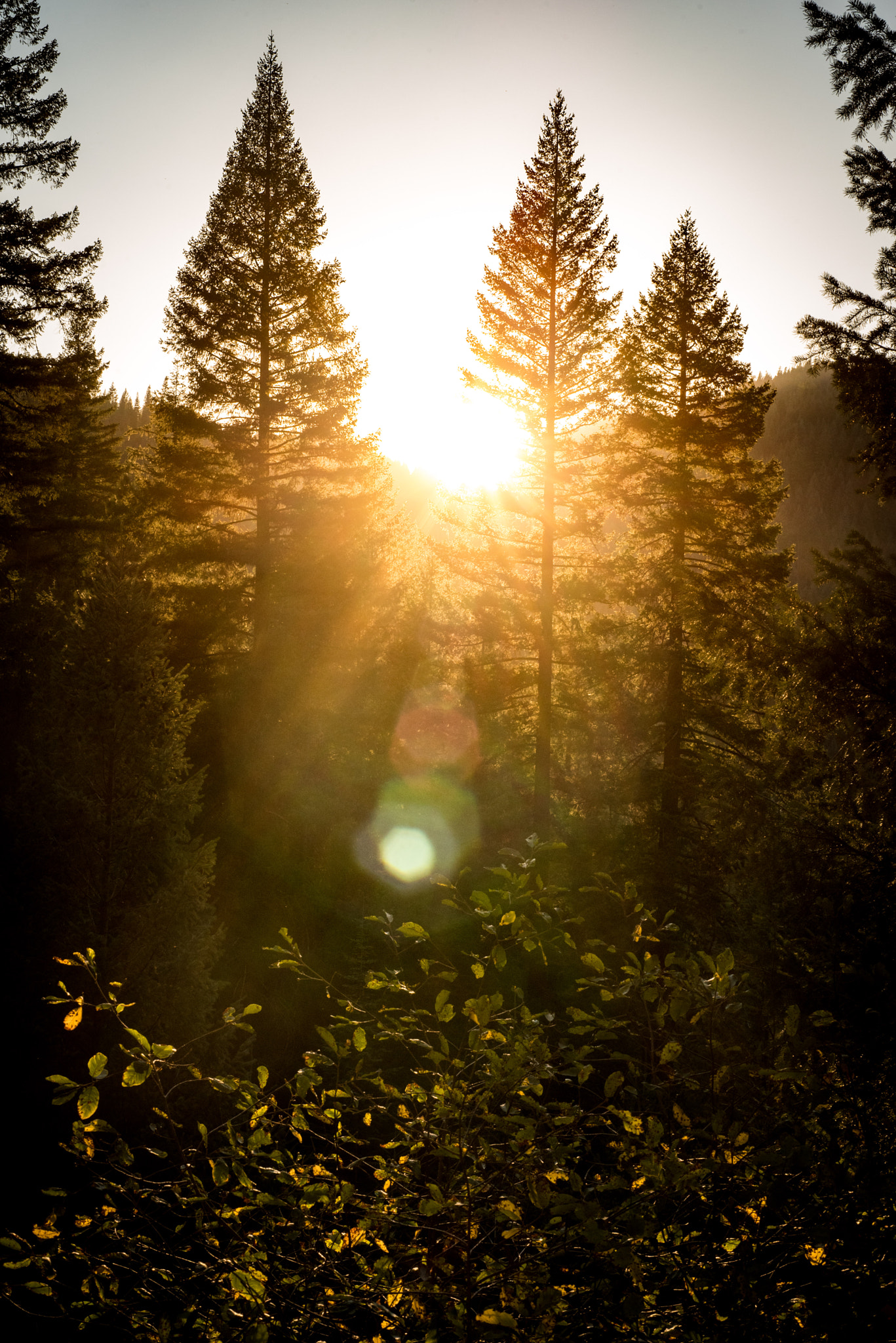 Nikon AF Micro-Nikkor 60mm F2.8D sample photo. Stand tall, shine through photography
