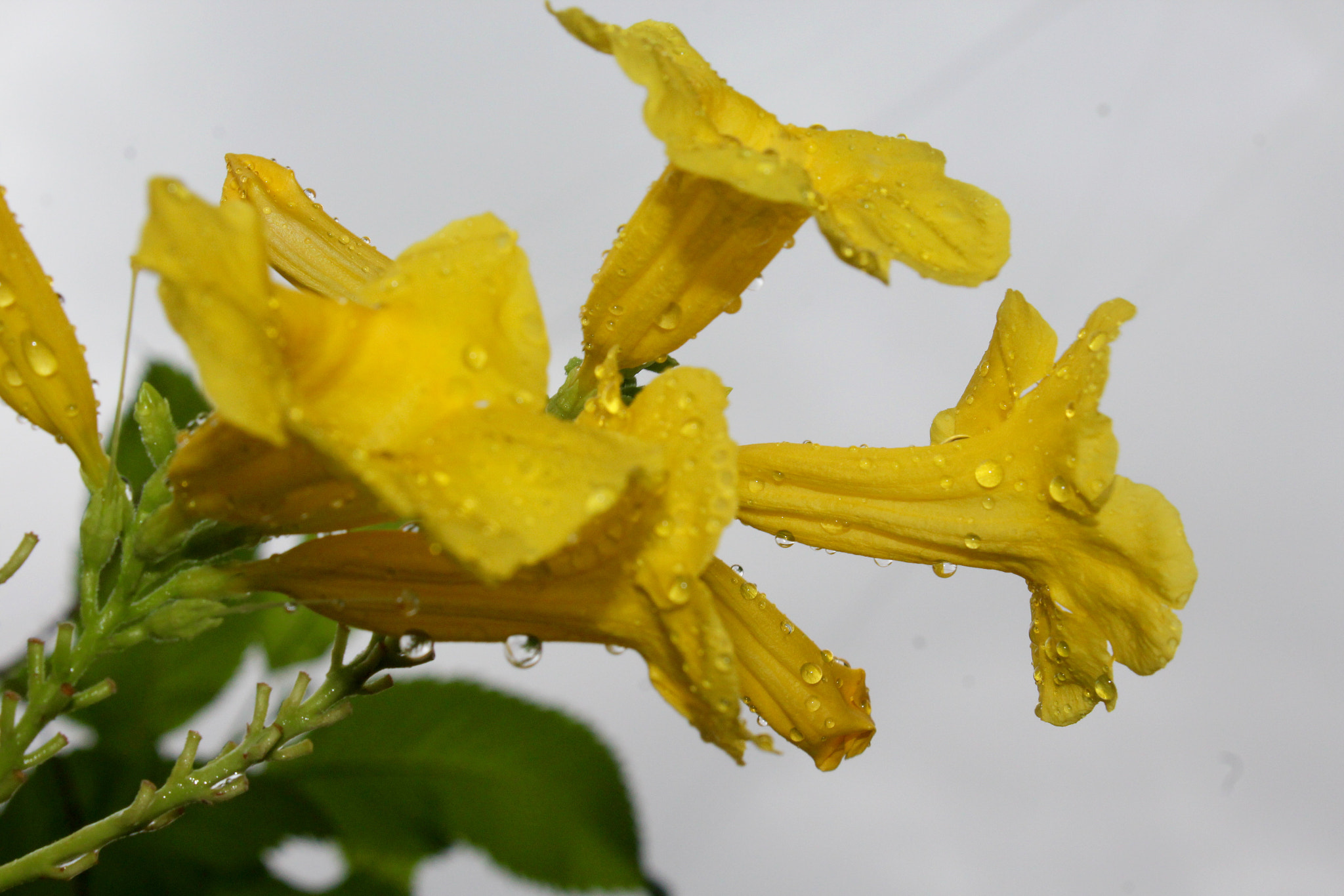 Canon EF-S 18-55mm F3.5-5.6 IS II sample photo. Rain wetted photography