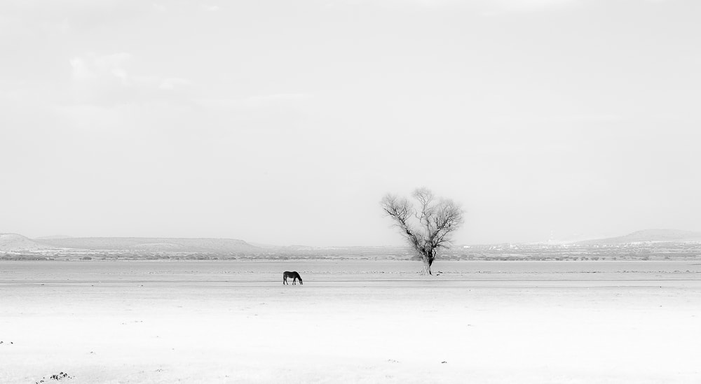Sigma 50-500mm F4.5-6.3 DG OS HSM sample photo. Jorge salum photography