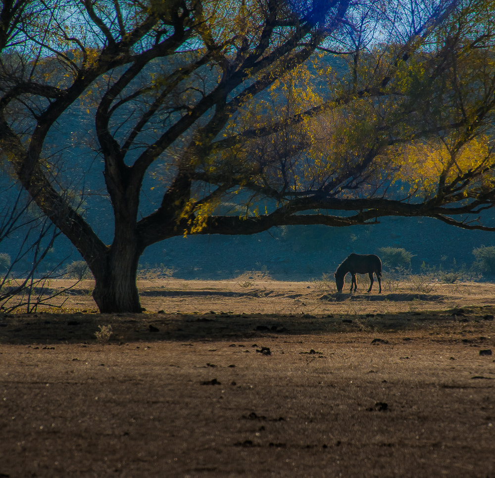 Sigma 50-500mm F4.5-6.3 DG OS HSM sample photo. Jorge salum photography