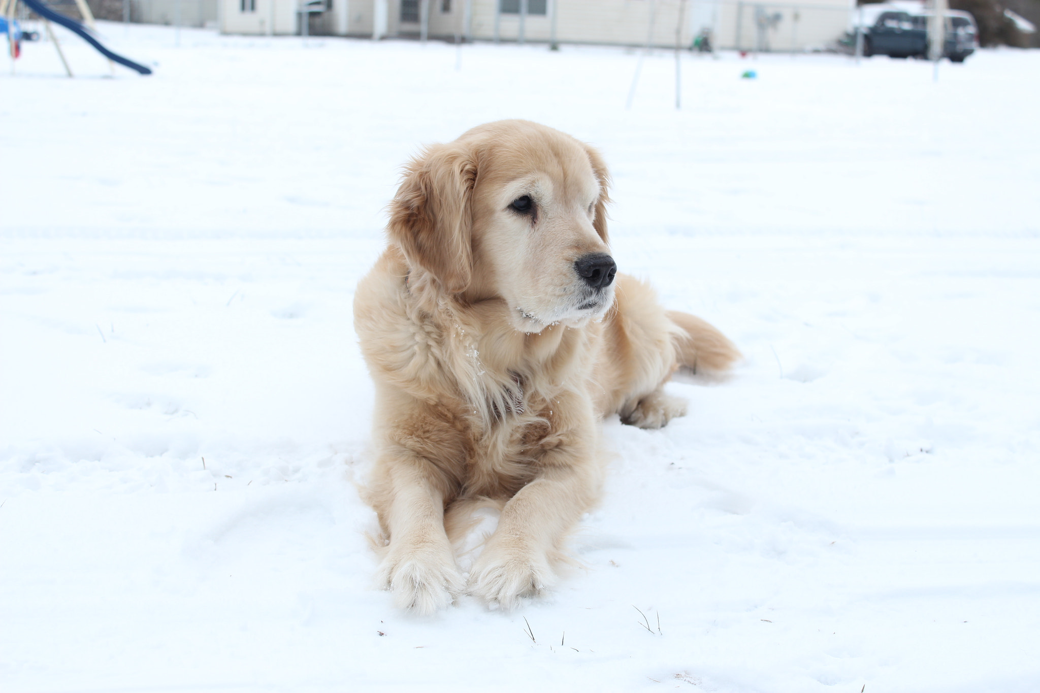 Canon EOS 650D (EOS Rebel T4i / EOS Kiss X6i) sample photo. Snow dog photography