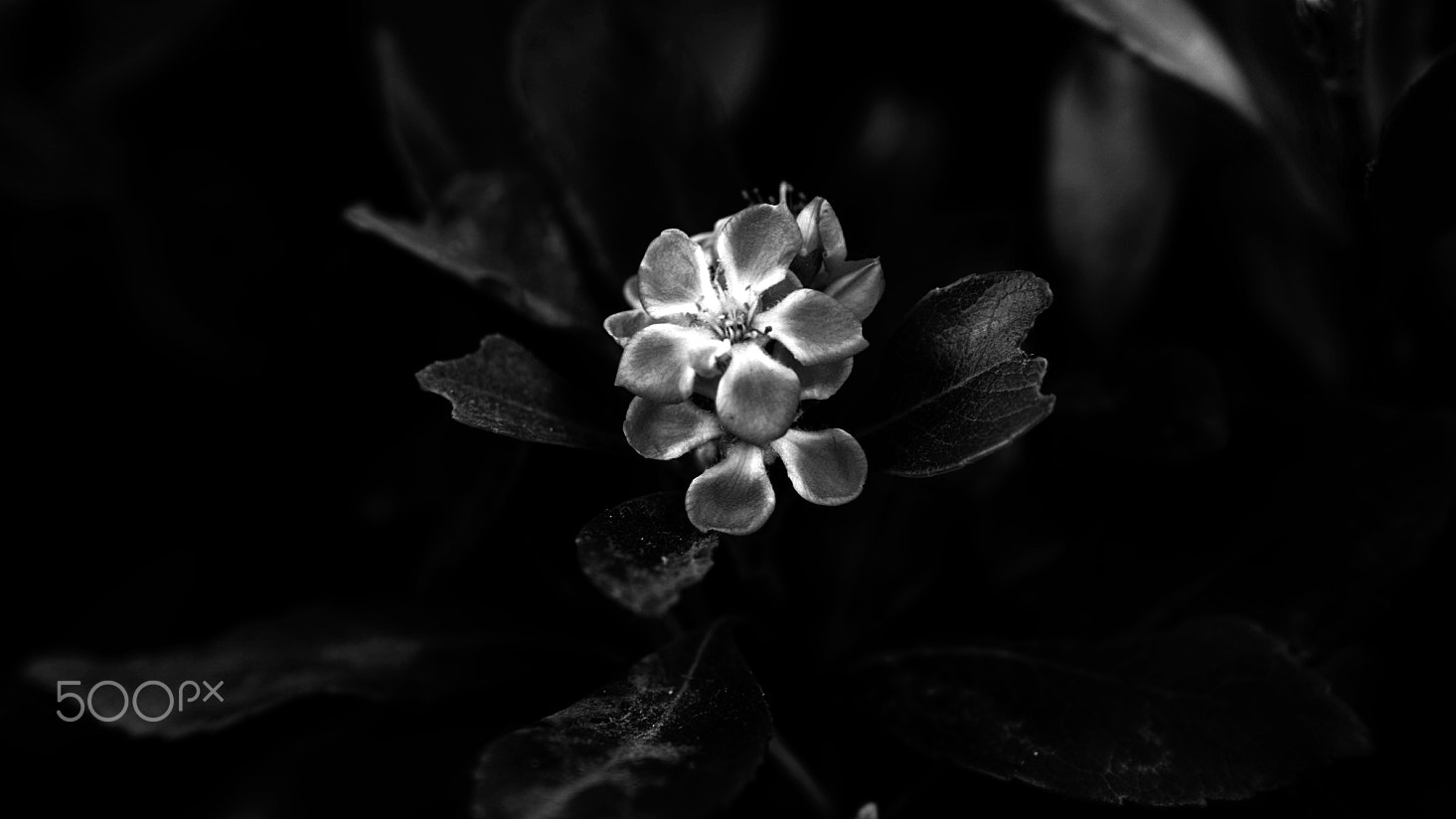 Sony a7S II + Sony FE 24-70mm F2.8 GM sample photo. She waited night and day photography