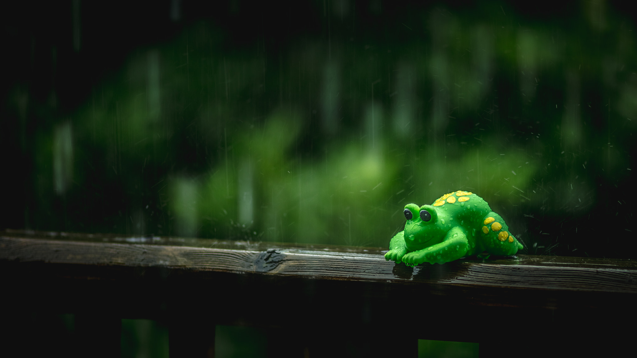 Canon EOS 5DS R + ZEISS Makro-Planar T* 100mm F2 sample photo. Singin' in the rain photography