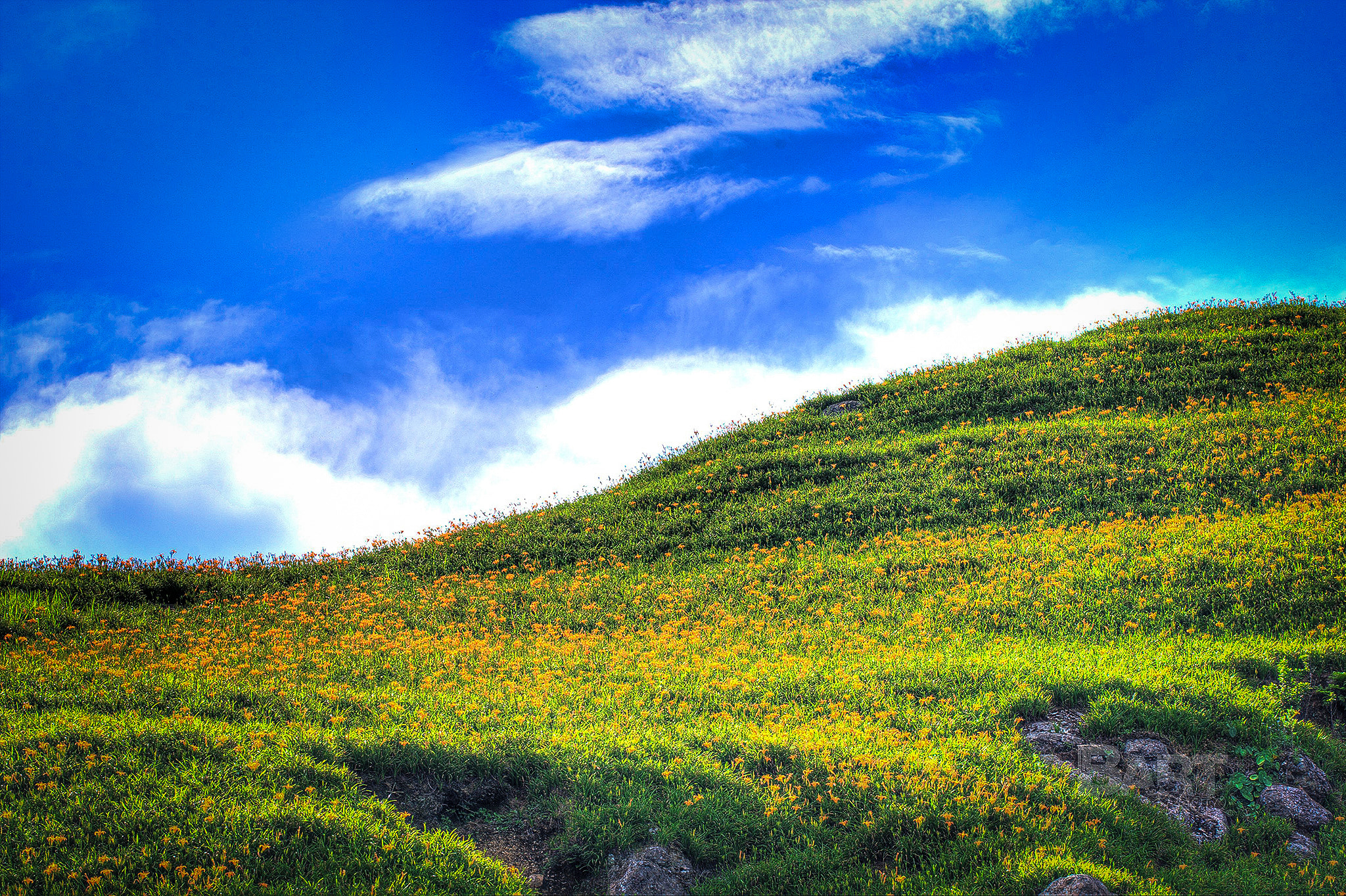 Canon EOS-1D Mark III sample photo. Lily flowers hill photography