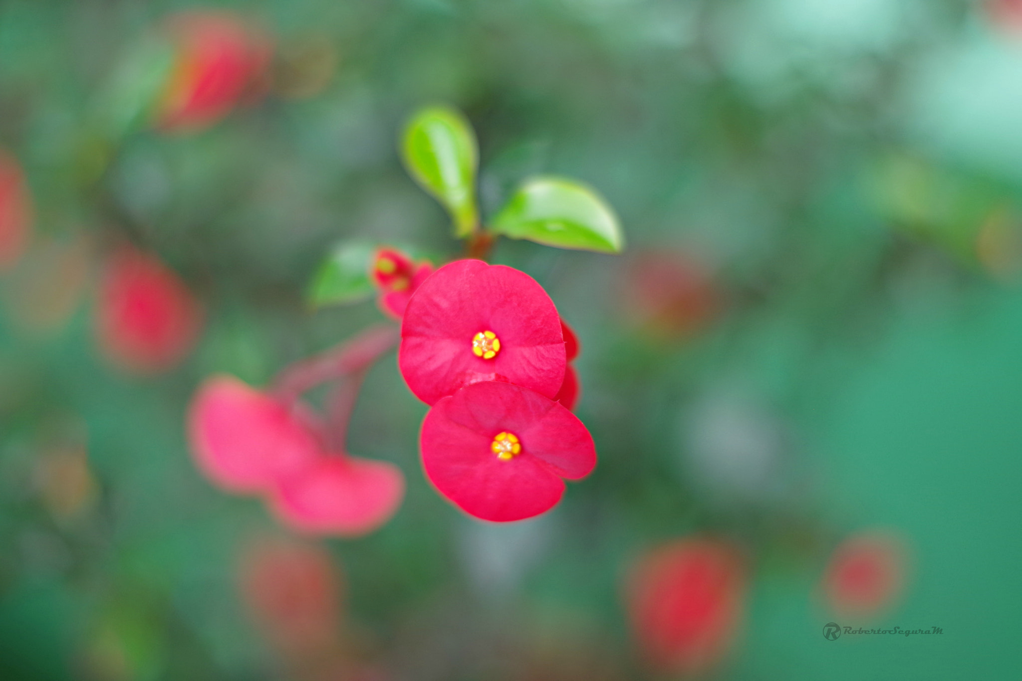 Pentax K-S2 + Pentax smc DA 50mm F1.8 sample photo. Del jardin de mi suegra photography
