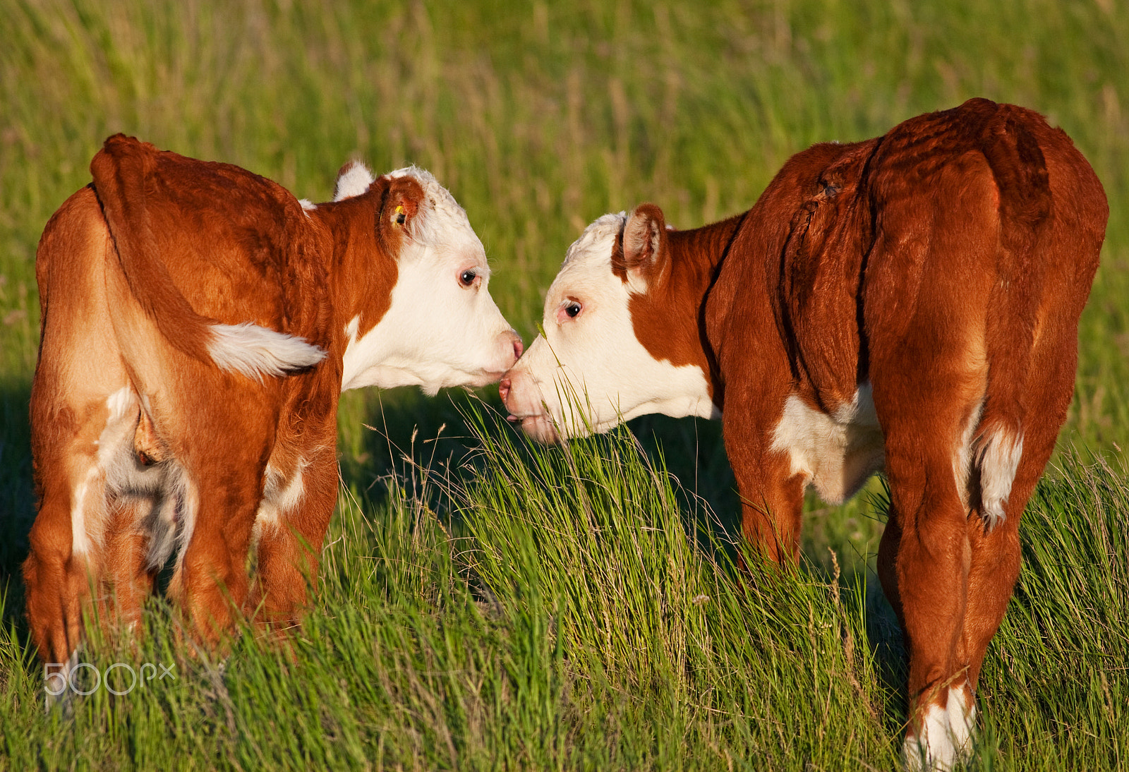Canon EOS-1D Mark III + Canon EF 400mm F5.6L USM sample photo. Kissing calves photography