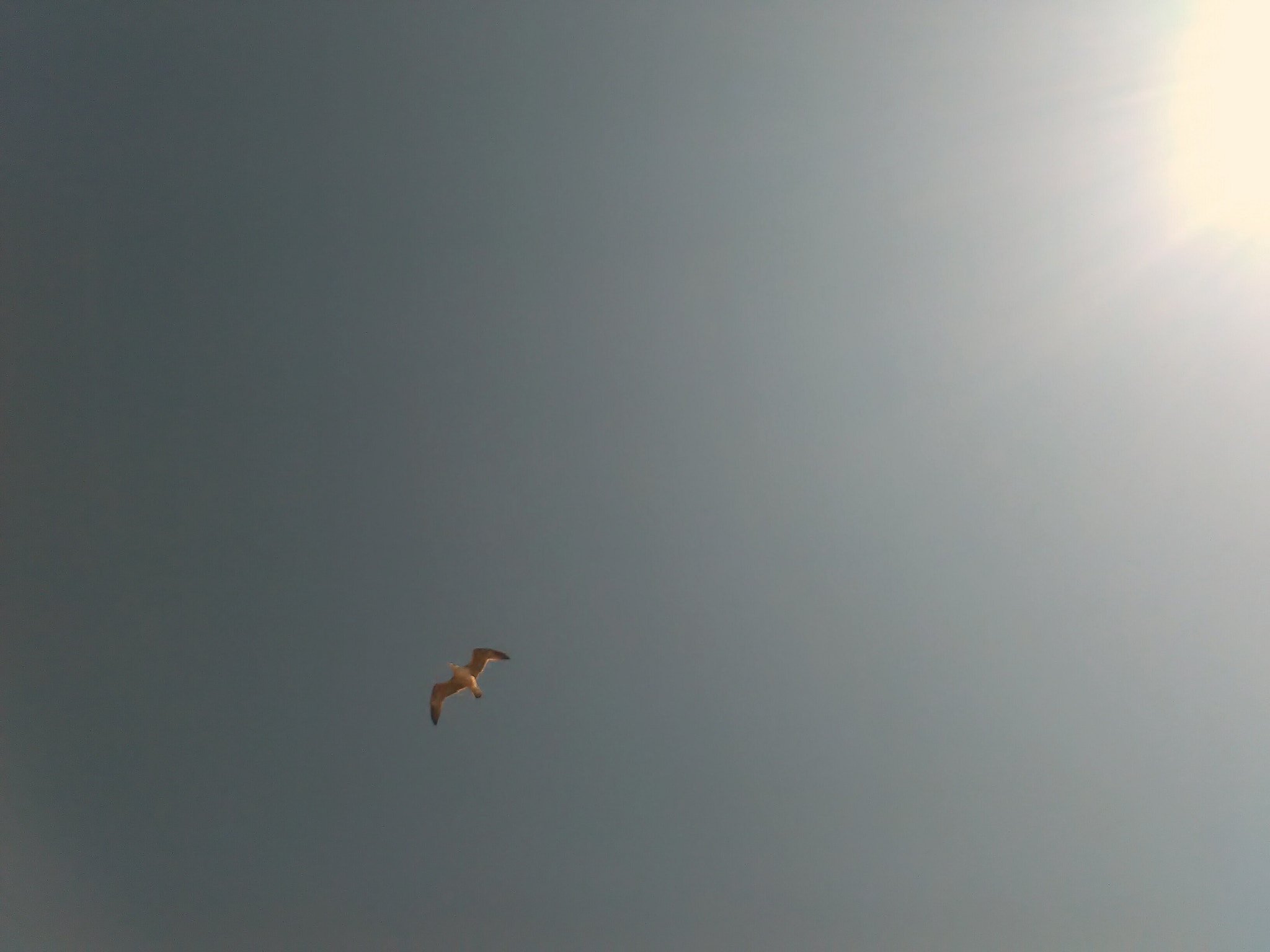 HUAWEI Y625-U51 sample photo