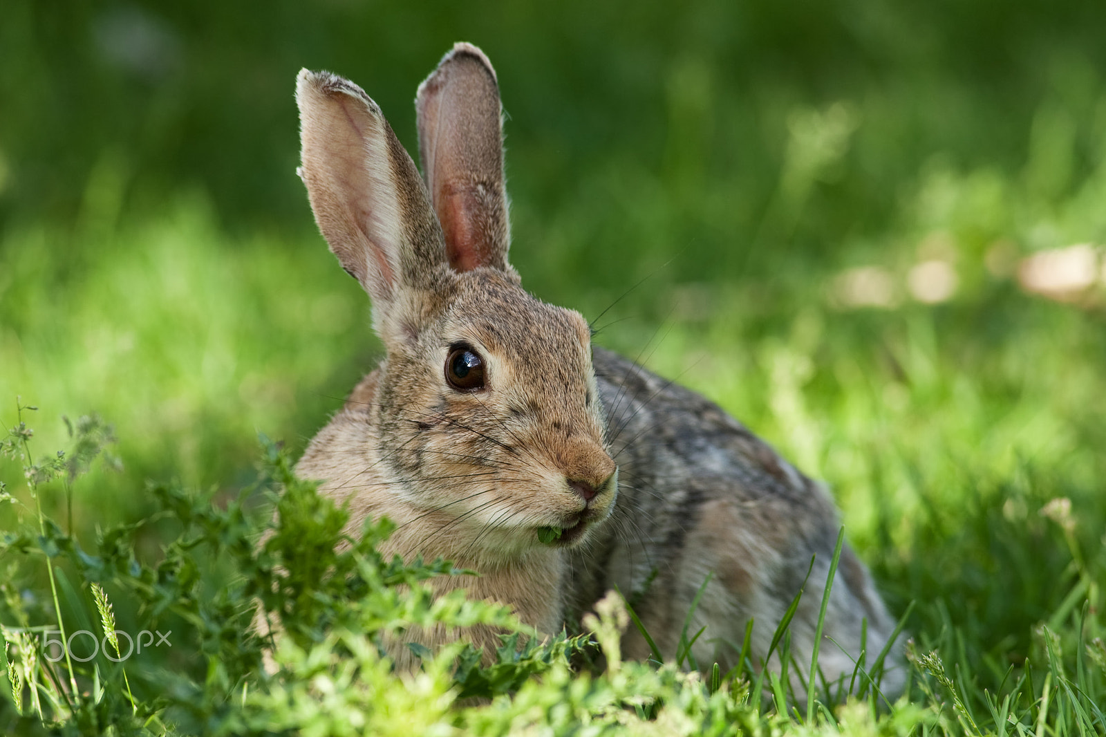 Canon EOS-1D Mark III + Canon EF 400mm F5.6L USM sample photo. Wild rabbit photography