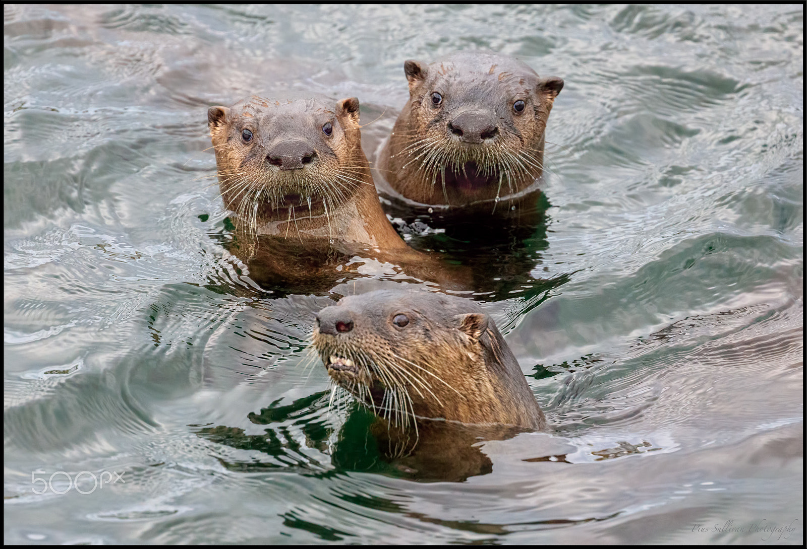 Canon EF 400mm F4 DO IS II USM sample photo. Sea otters photography