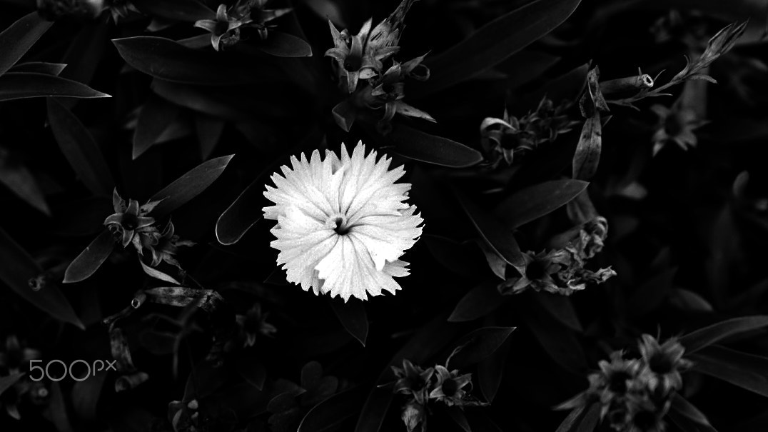 Sony a7S II + Sony FE 24-70mm F2.8 GM sample photo. At the ball photography
