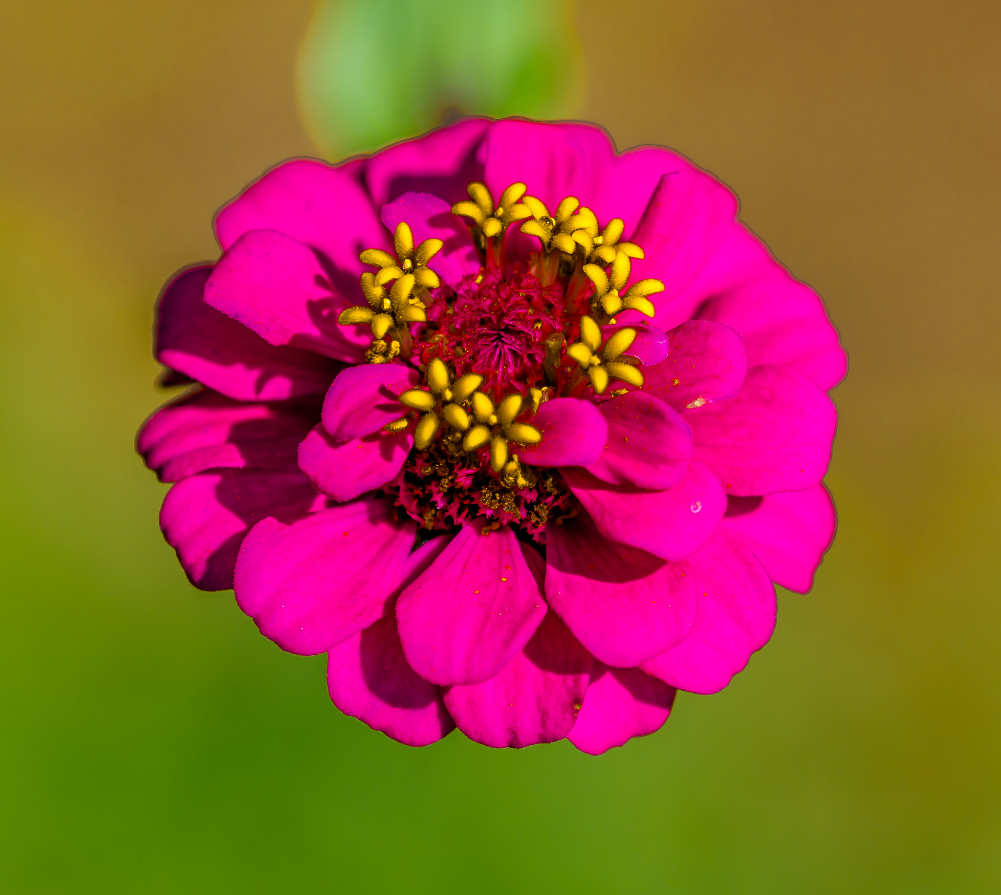 Nikon D800 + Nikon AF Micro-Nikkor 200mm F4D ED-IF sample photo. Pink flower photography