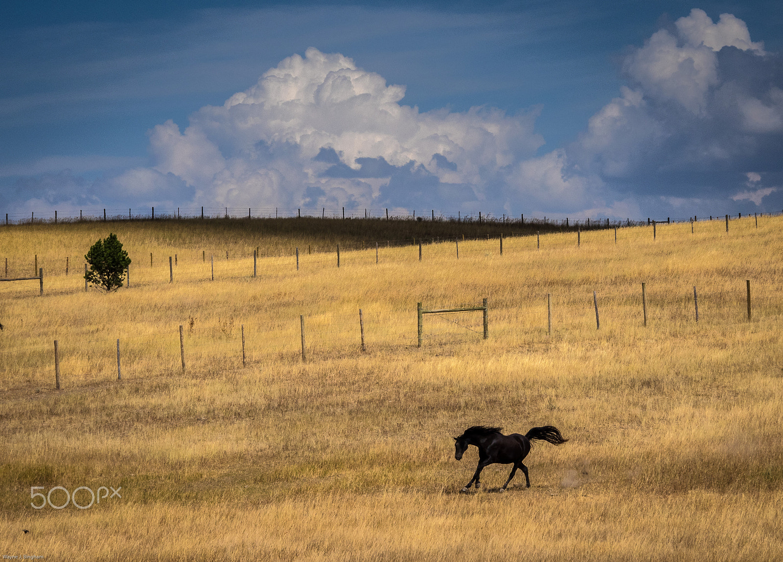 Olympus OM-D E-M1 sample photo. Horse photography