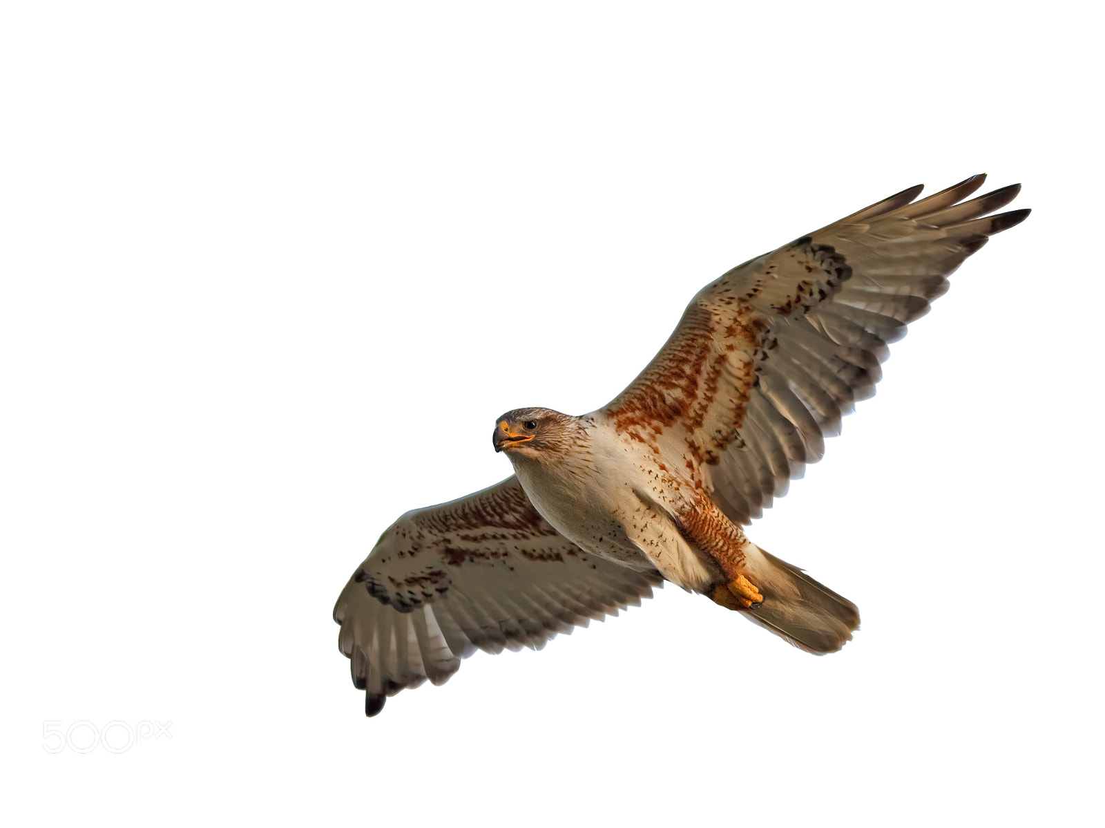 Canon EOS-1D Mark III + Canon EF 400mm F5.6L USM sample photo. Ferruginous hawk isolated photography
