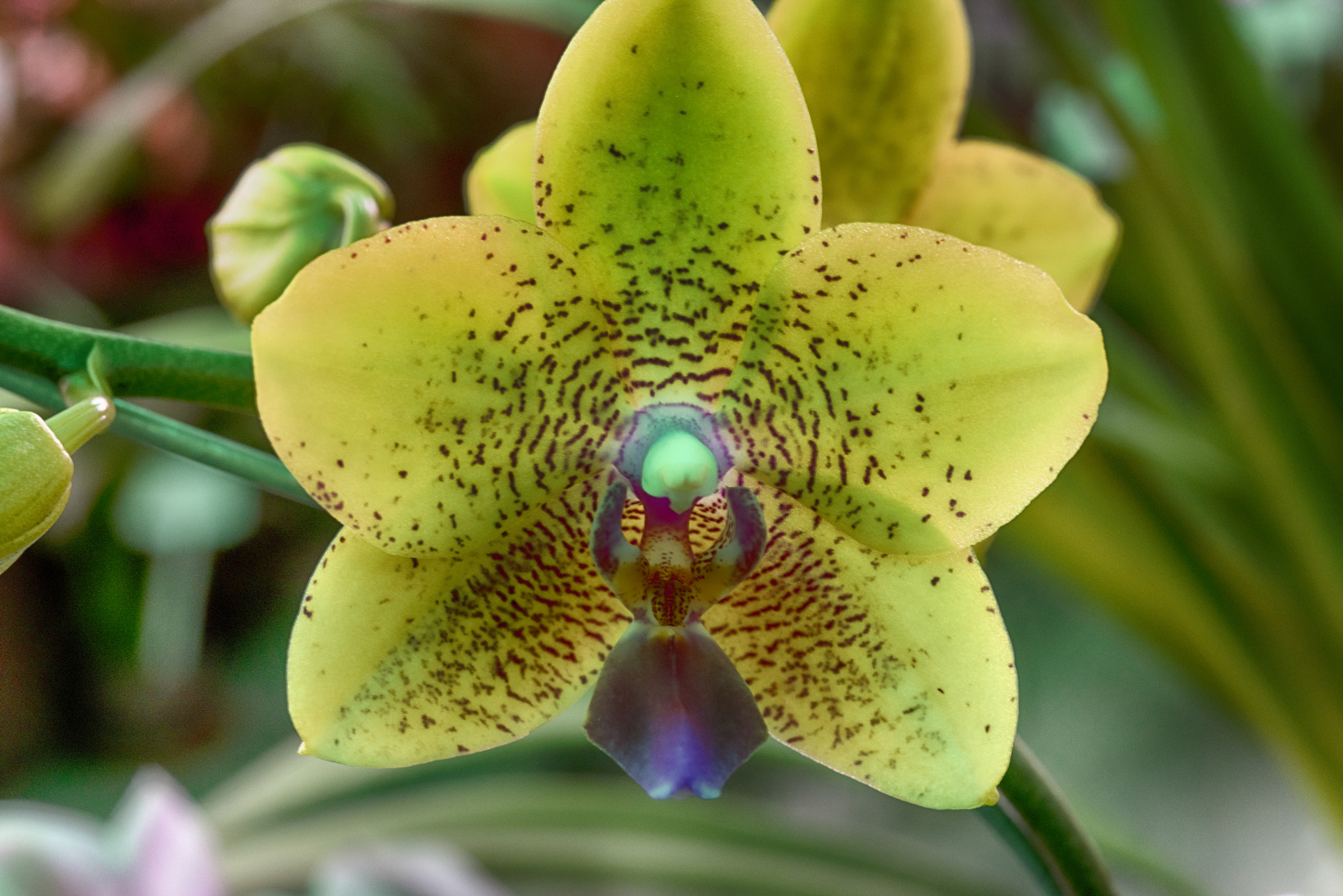Nikon D810 + AF Micro-Nikkor 60mm f/2.8 sample photo. Orchid  2 photography