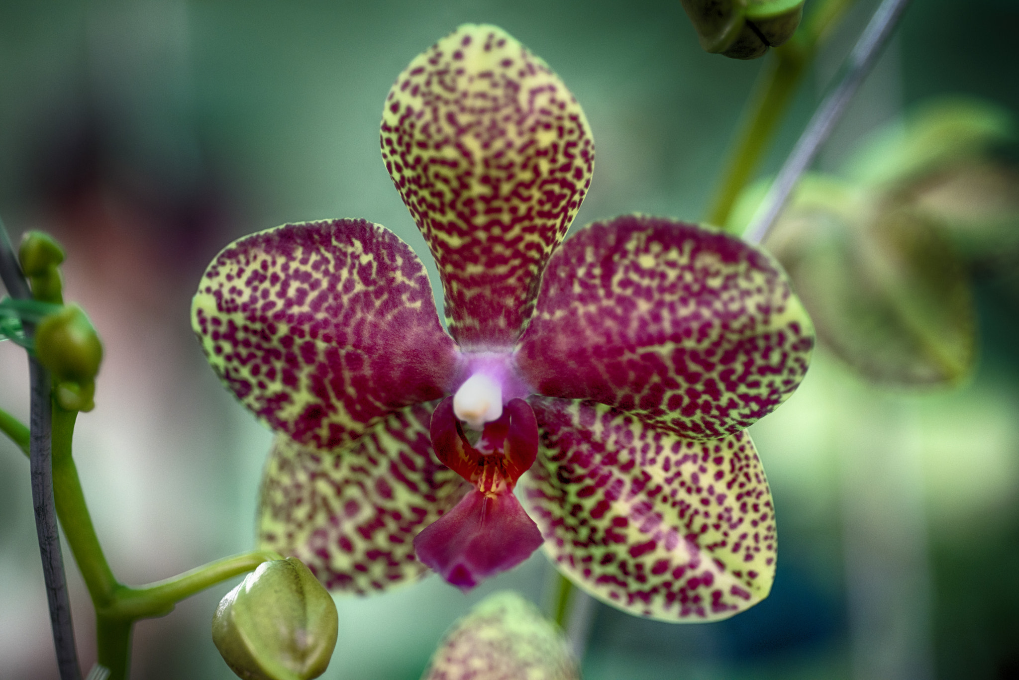 Nikon D810 + AF Micro-Nikkor 60mm f/2.8 sample photo. Orchid  3 photography