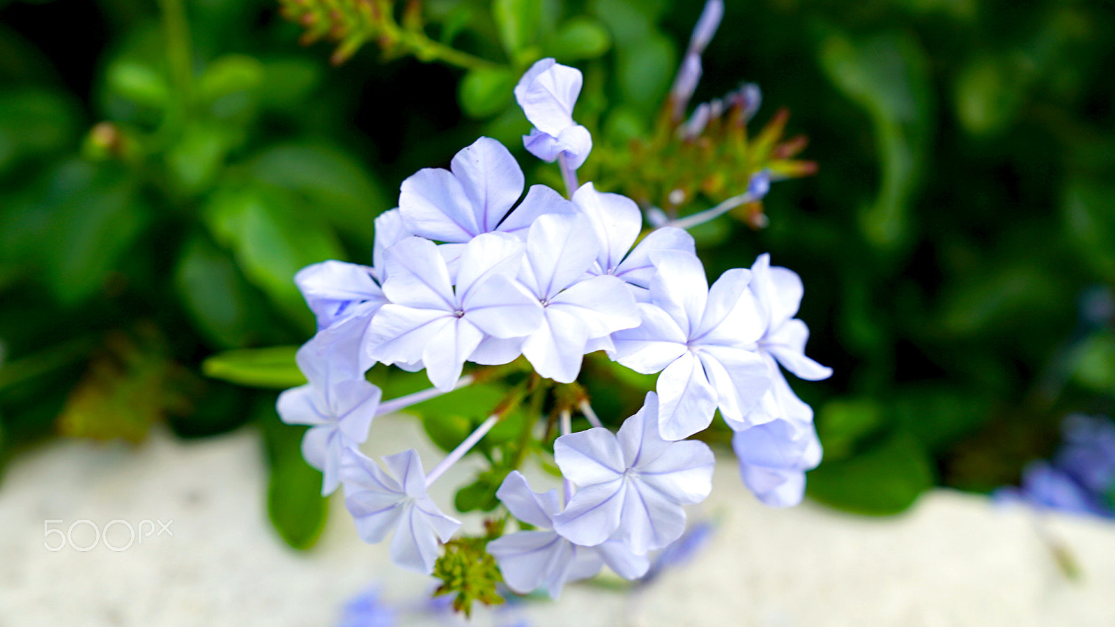 Sony a7S II + Sony FE 24-70mm F2.8 GM sample photo. Sweet blessings photography