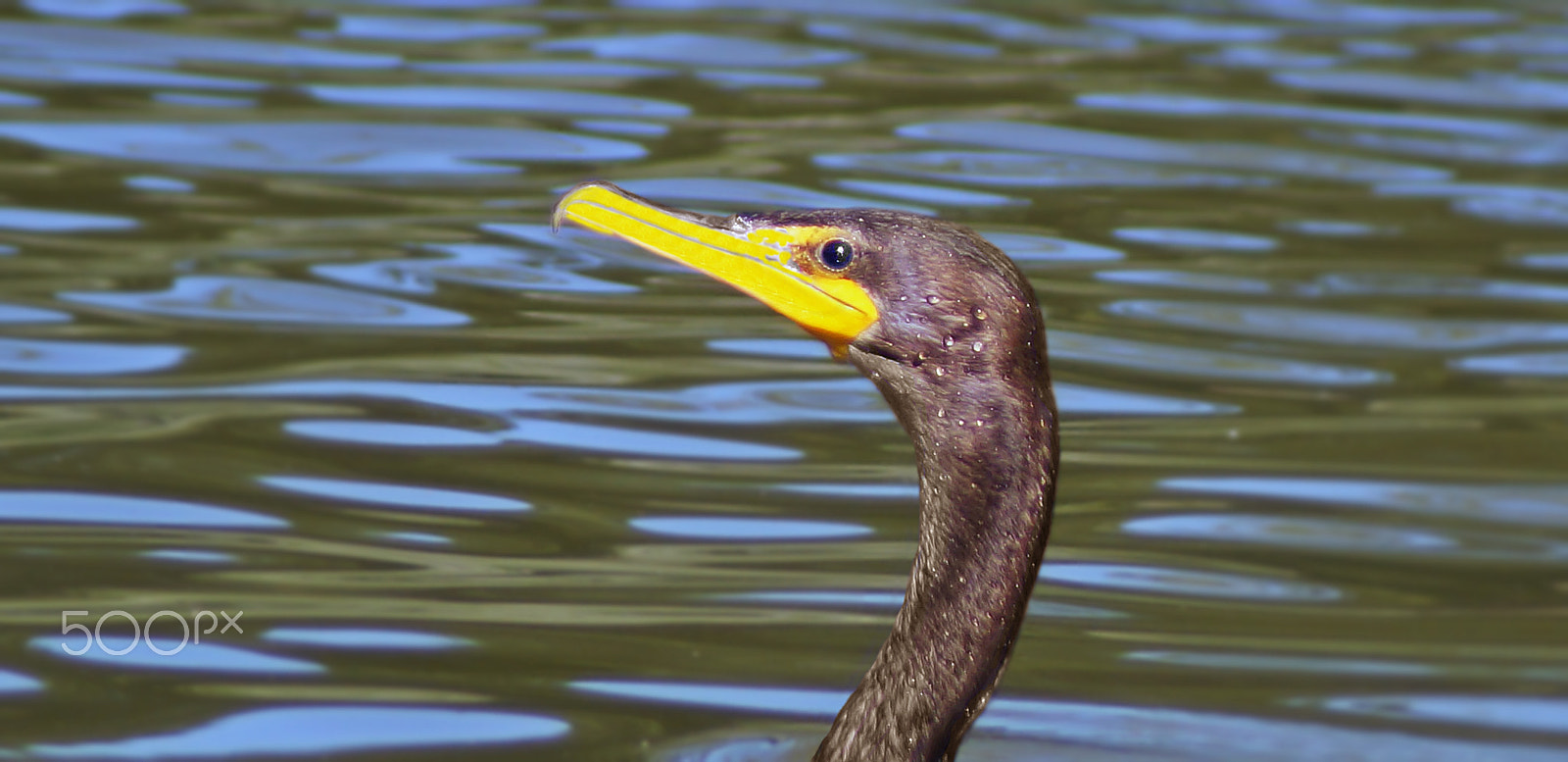 Sony SLT-A37 + Sony 75-300mm F4.5-5.6 sample photo. Was that a fish? photography