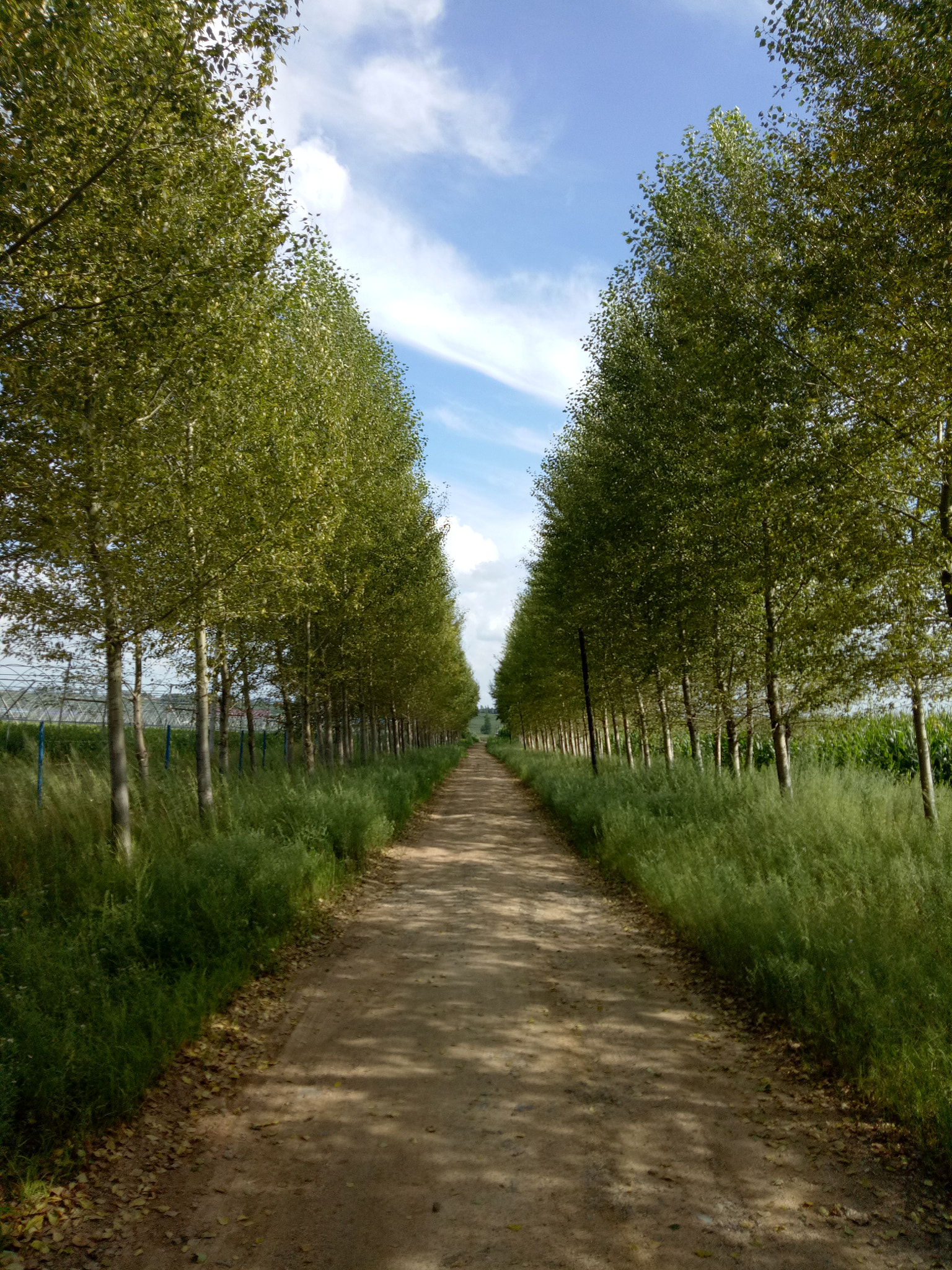 OPPO A59M sample photo