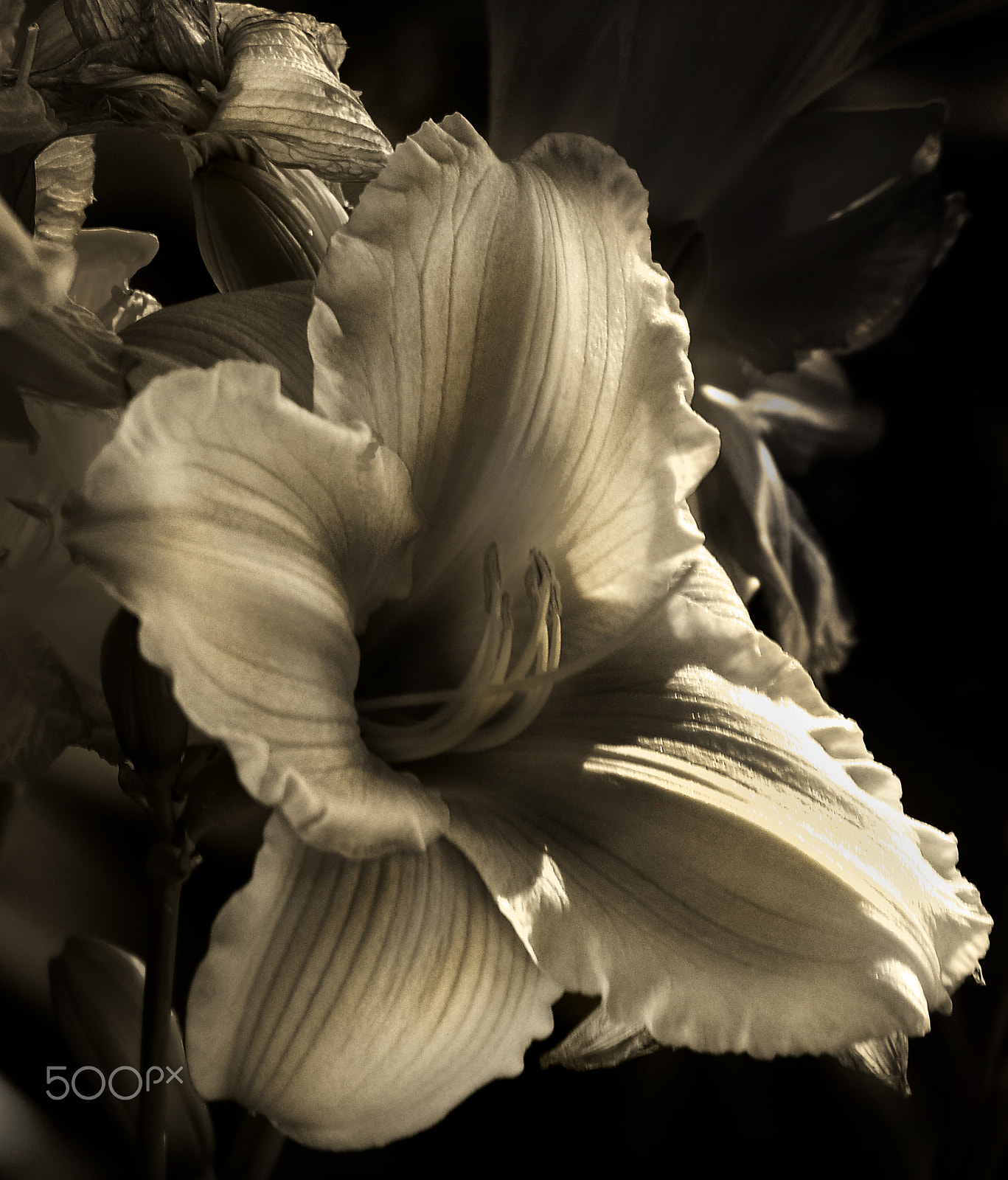 Nikon D300 sample photo. Sepia skin photography