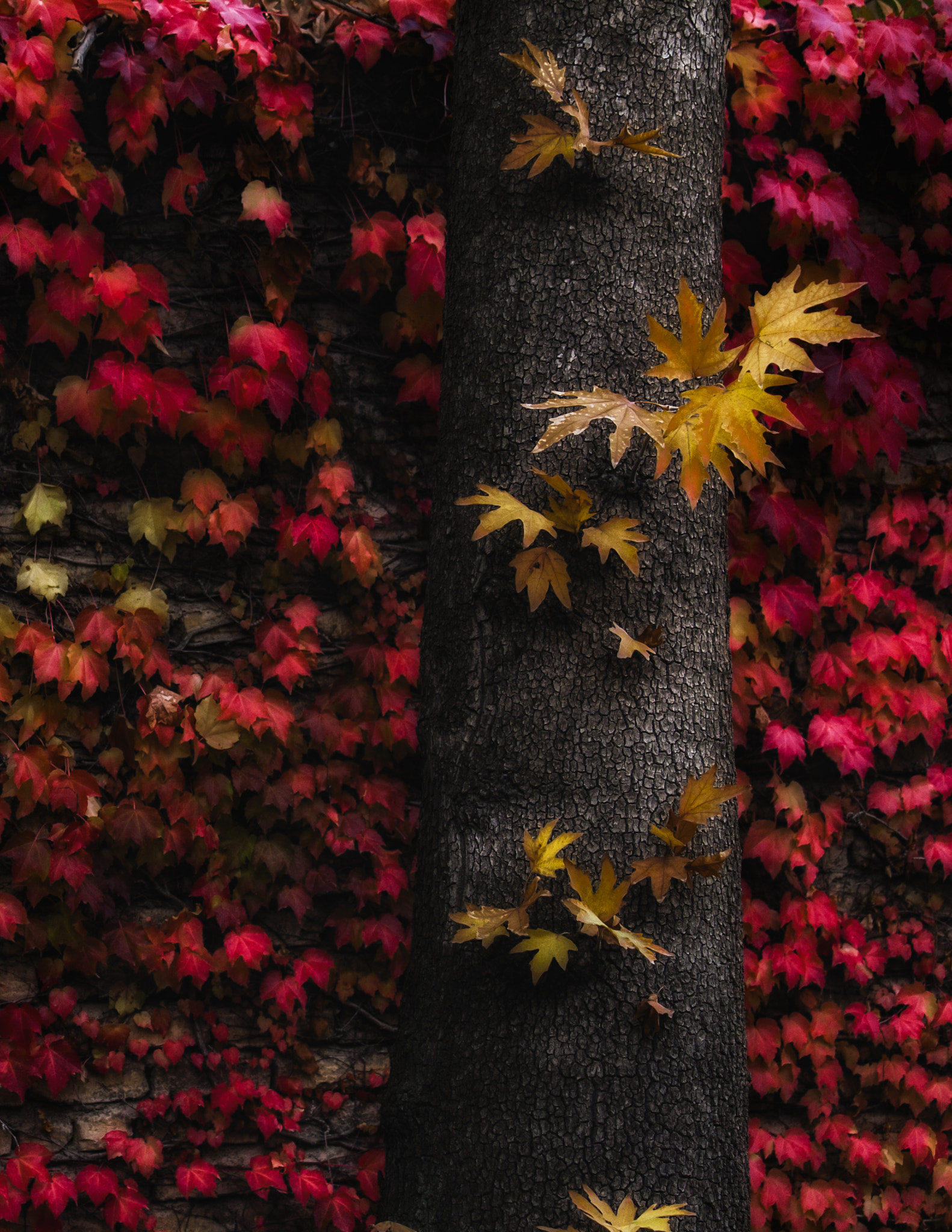 Canon EOS 5D + Canon EF 70-200mm F4L IS USM sample photo. Autumn show photography