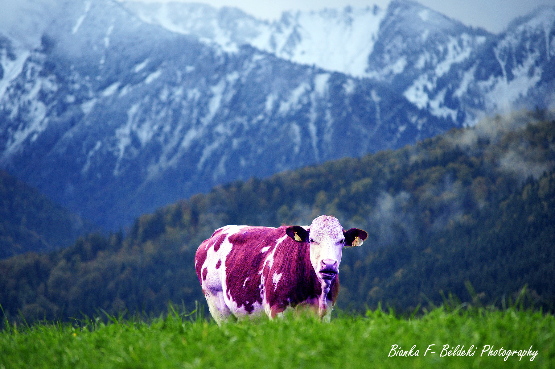 Milka Kuh by Bianka Fejes- Béldeki / 500px