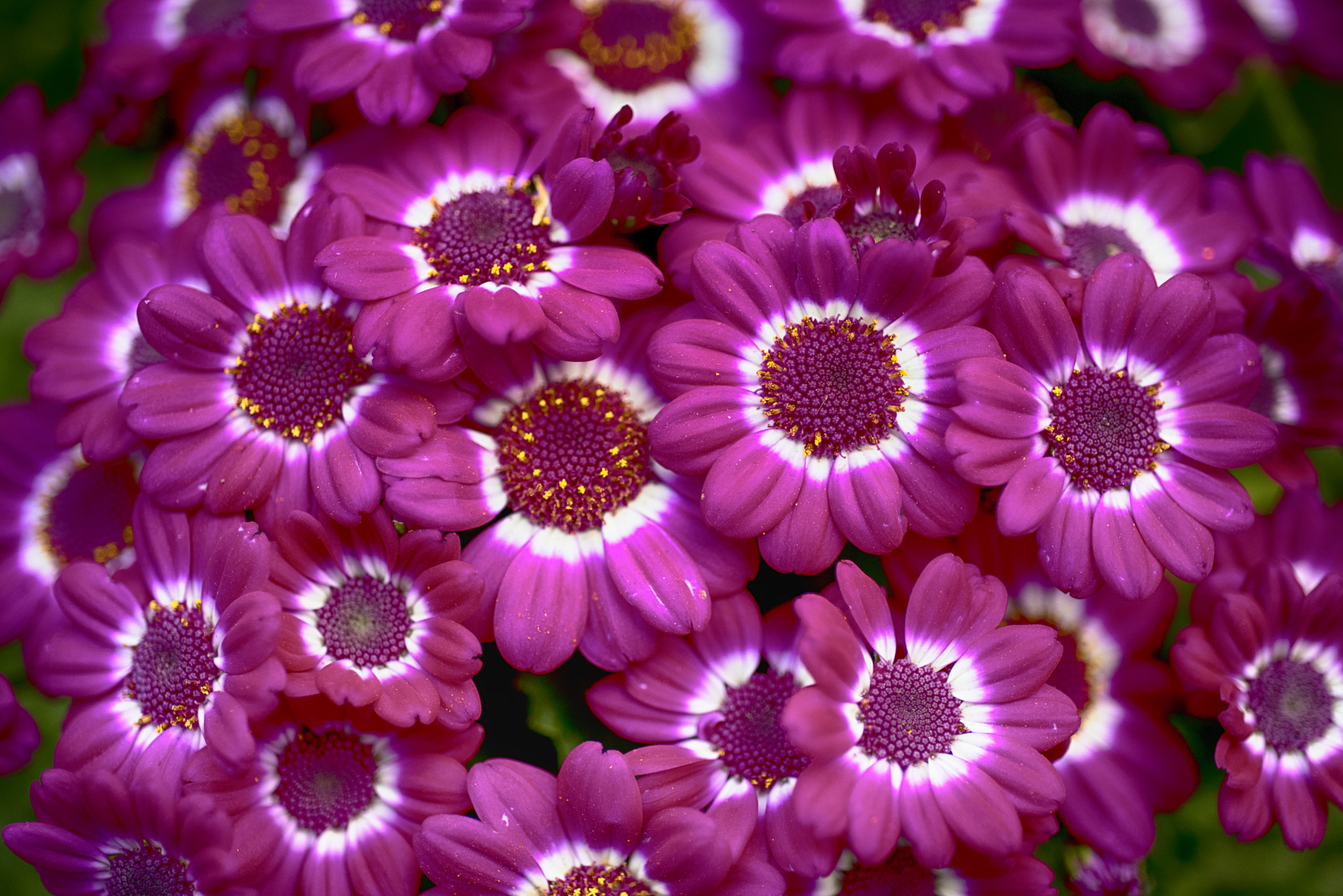 Nikon D810 + AF Micro-Nikkor 60mm f/2.8 sample photo. Japanese garden 15 photography