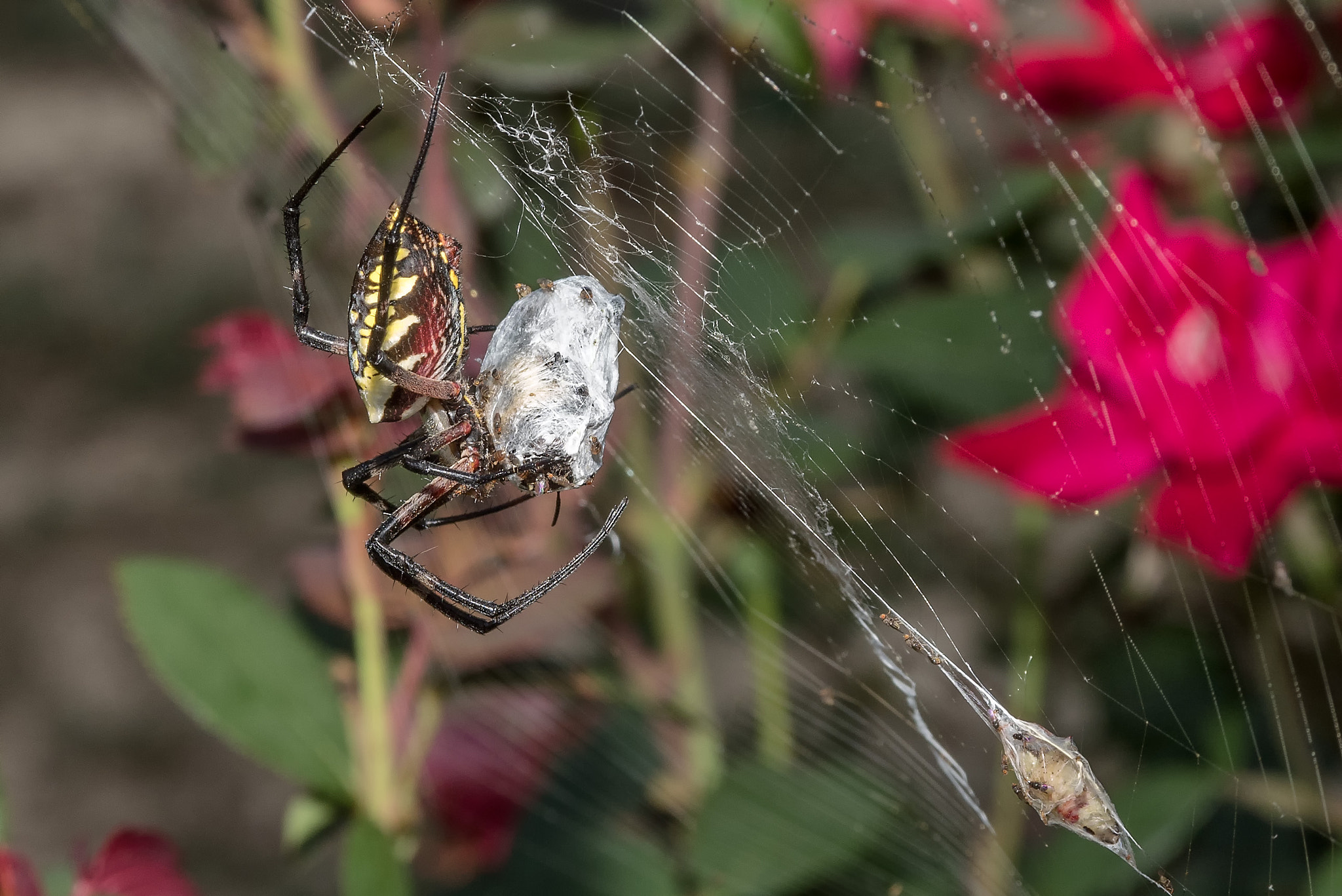 AF Zoom-Nikkor 28-105mm f/3.5-4.5D IF sample photo. Spider with kill photography
