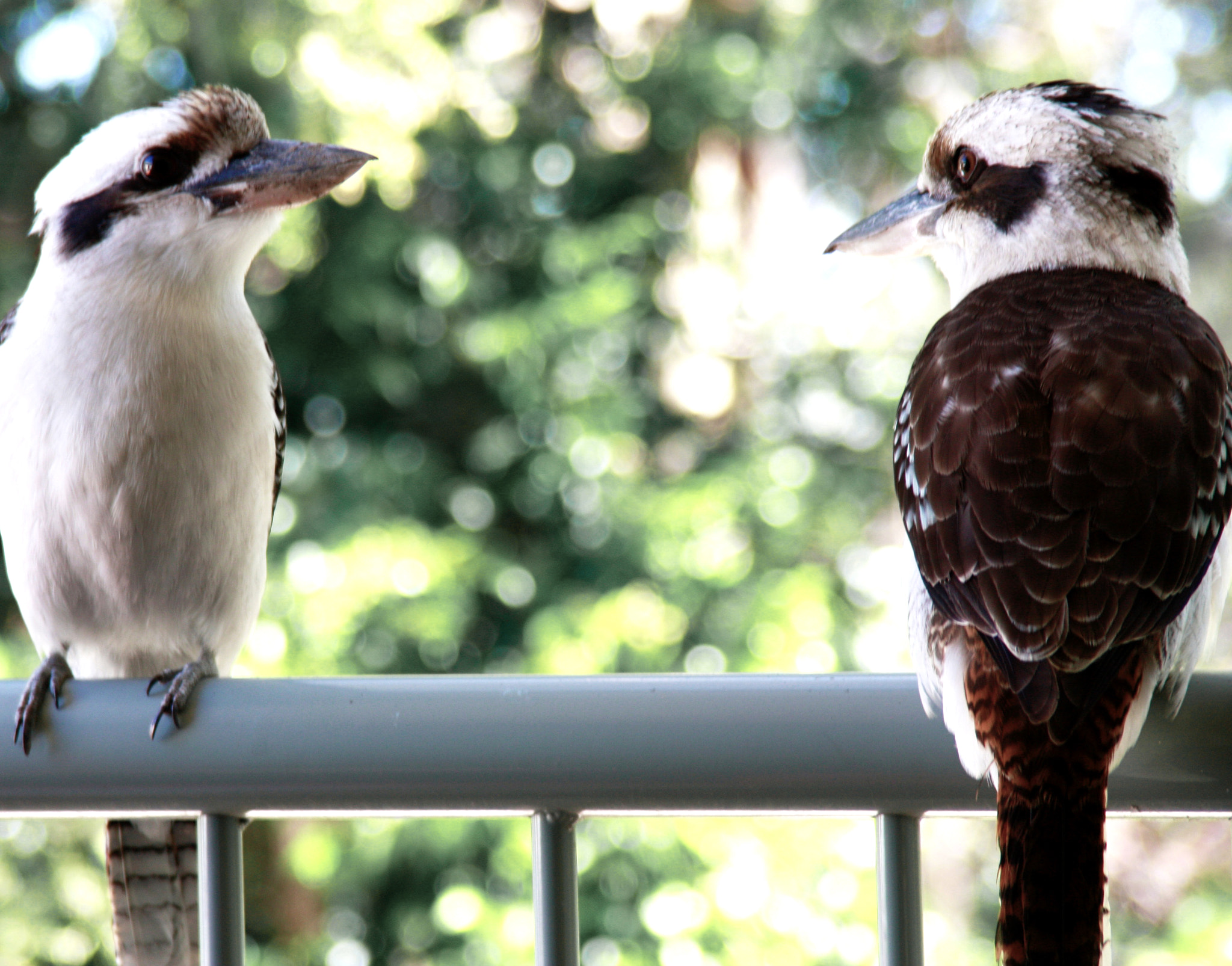 Canon EF 28-200mm F3.5-5.6 USM sample photo. Kookaburras photography