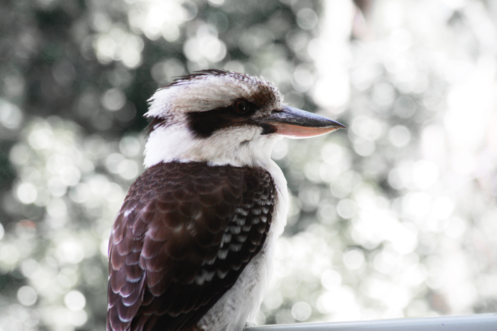 Canon EF 28-200mm F3.5-5.6 USM sample photo. Kookaburra photography