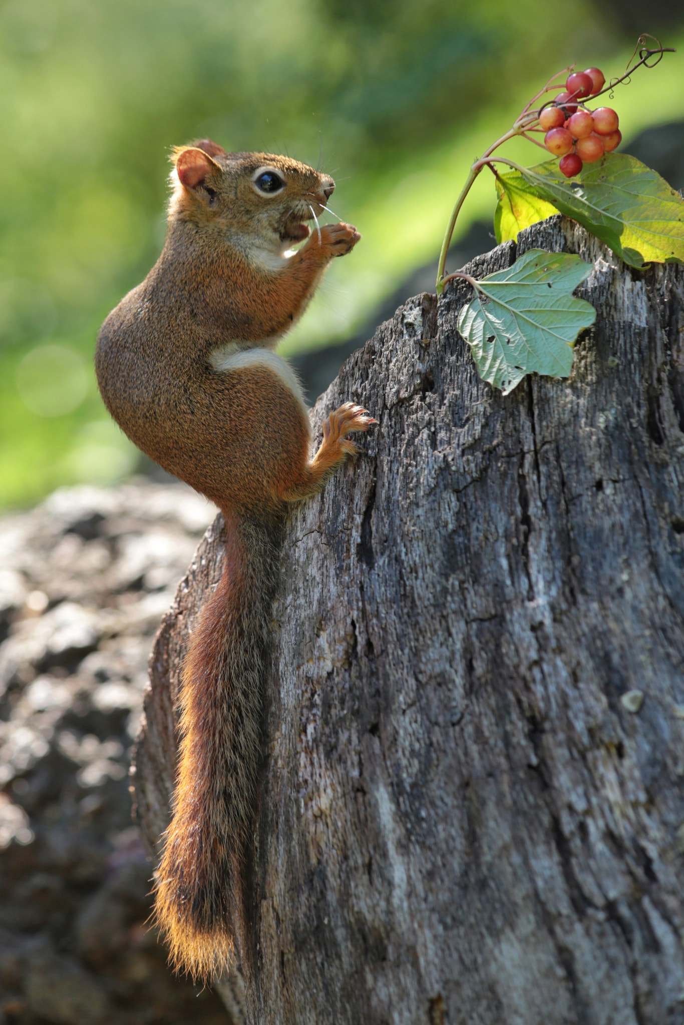 Canon EF 70-300mm F4-5.6 IS USM sample photo