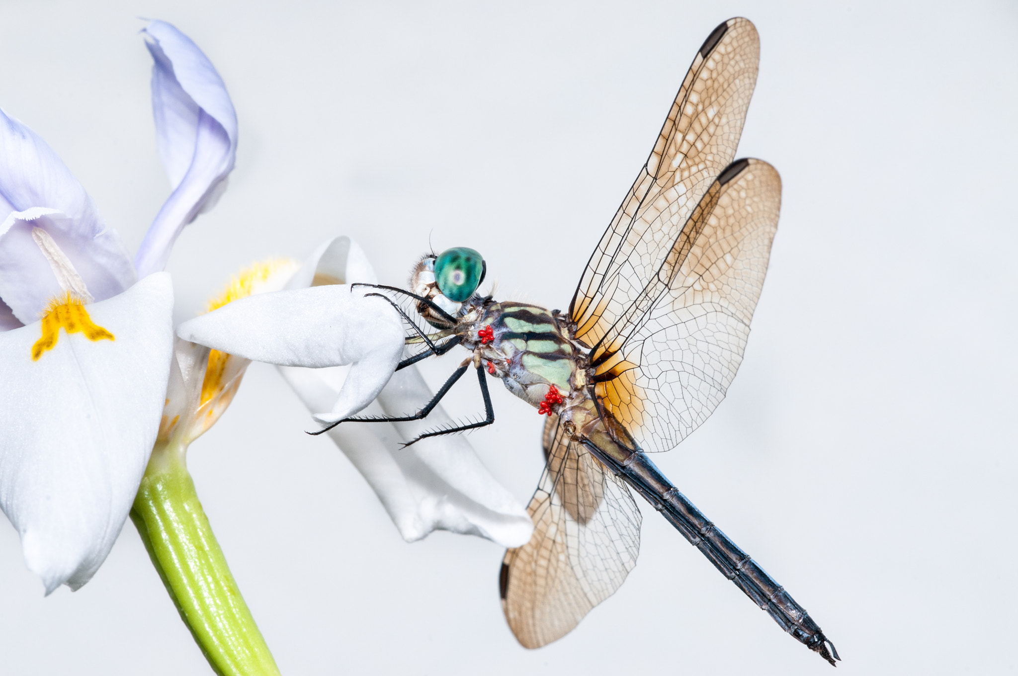 Nikon D300S + Sigma 150mm F2.8 EX DG Macro HSM sample photo. Blue dasher dragonfly photography