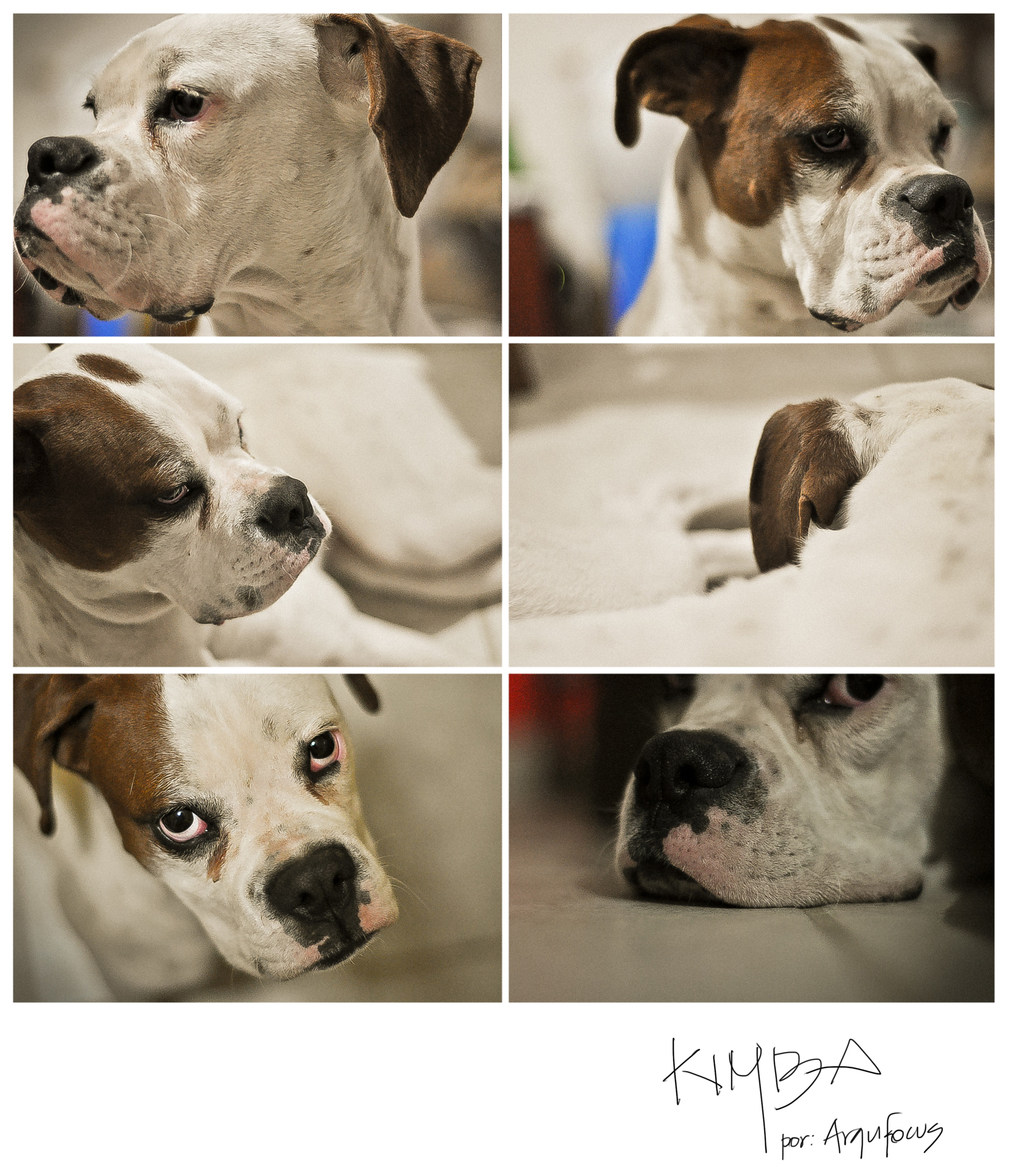 Nikon D5000 + Nikon AF Nikkor 50mm F1.8D sample photo. Kimba photography